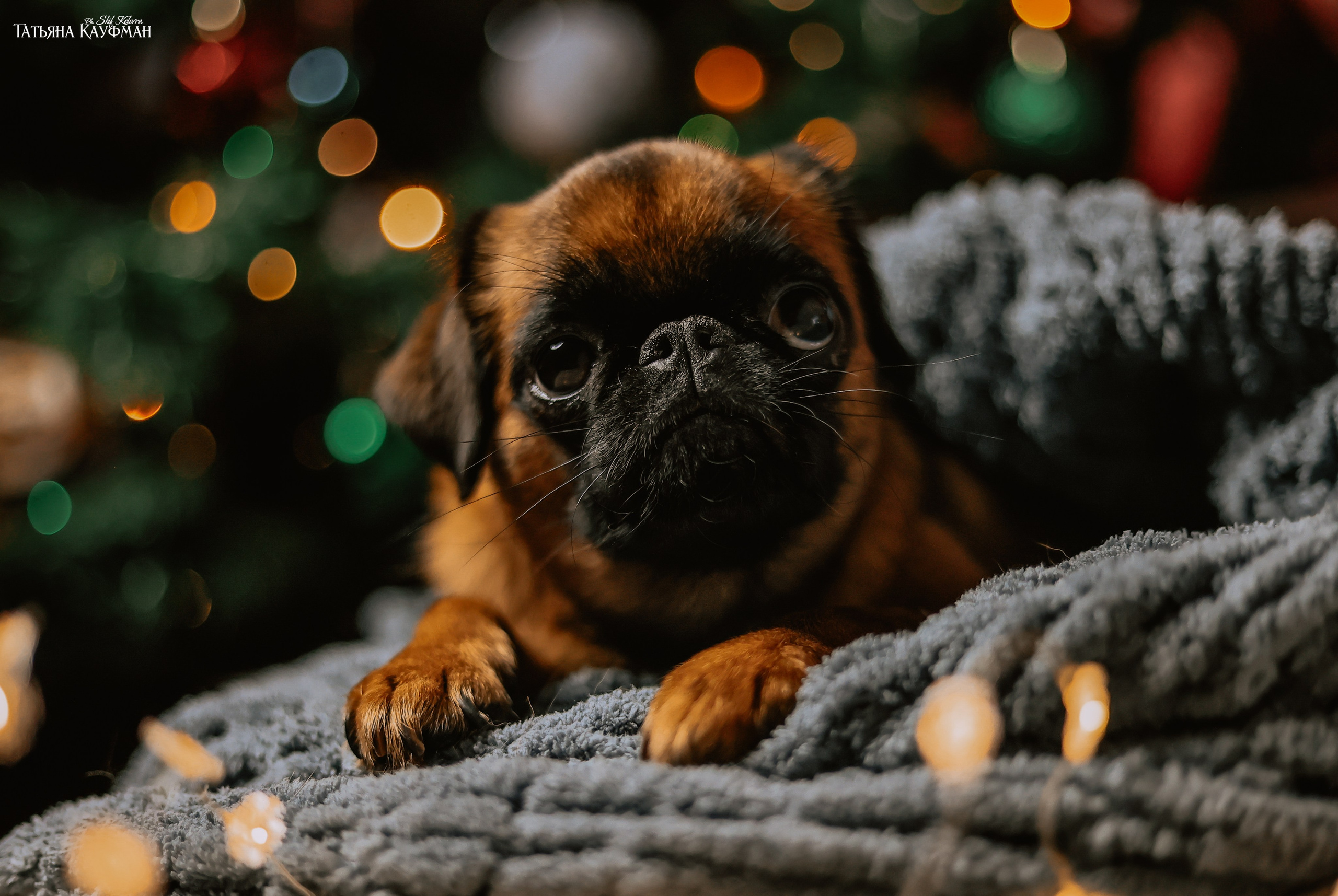 Малый брабансон, фотография брабансон, красивая собака, фотограф анималист, фотокурс Анималистика, научиться фотографировать собак, фотограф Новосибирск