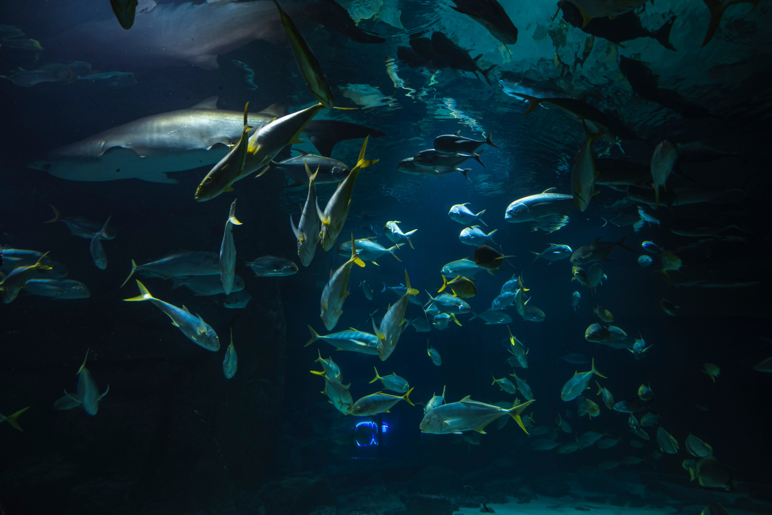 Москвариум. Фотограф Роман Адлер