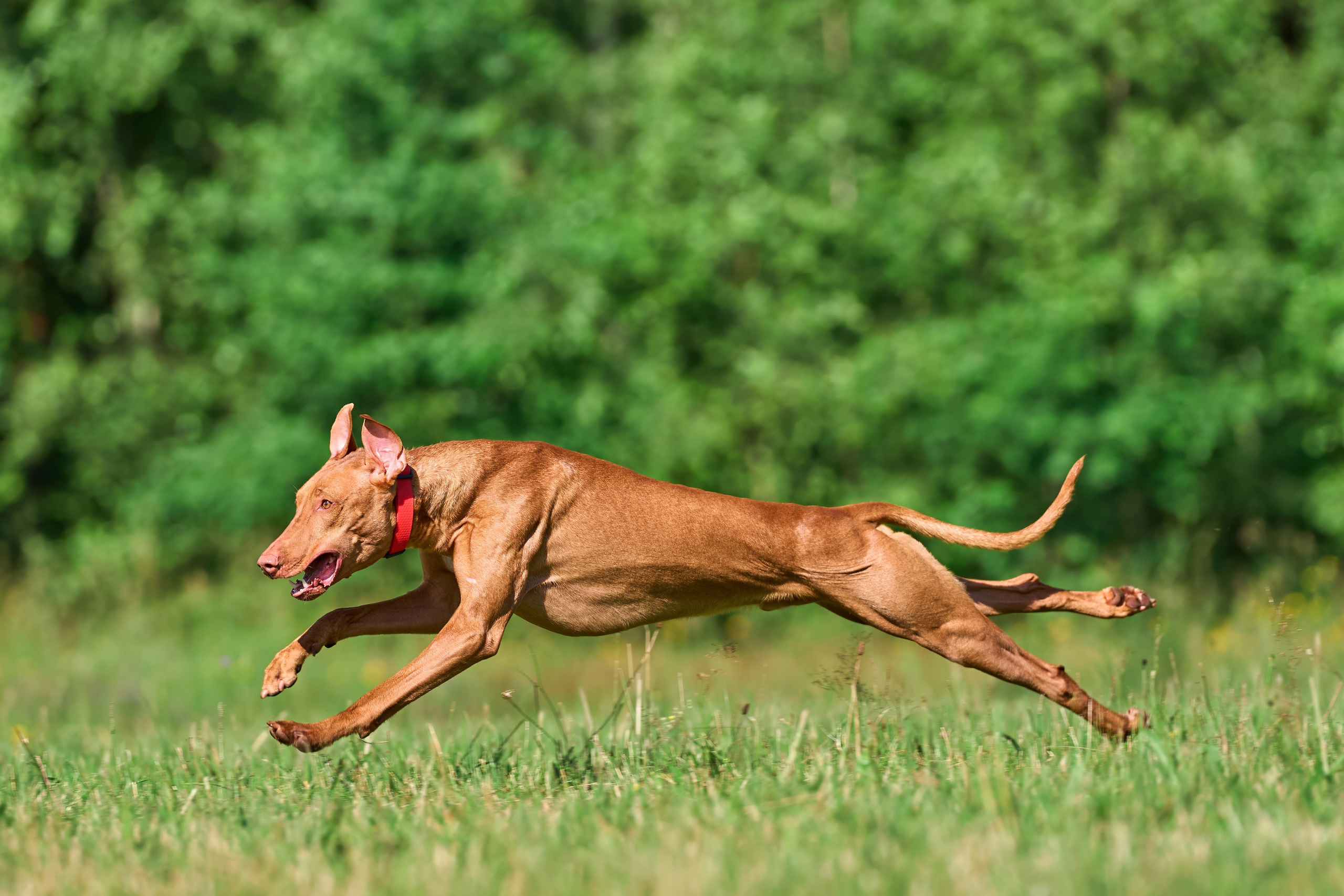 Тренировка по курсингу в Донино. Фотограф-анималист Михаил Манухин