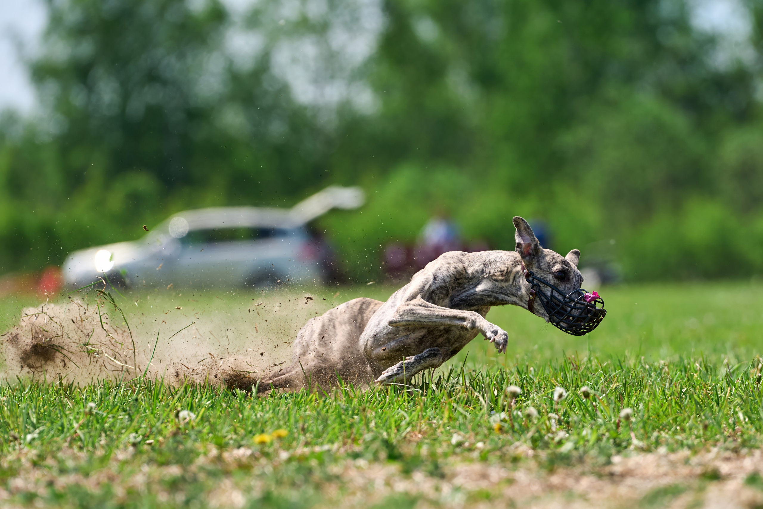 Квалификация по рейсингу. РАЛББ и Курсинг на Ярославке. Фотограф-анималист Михаил Манухин