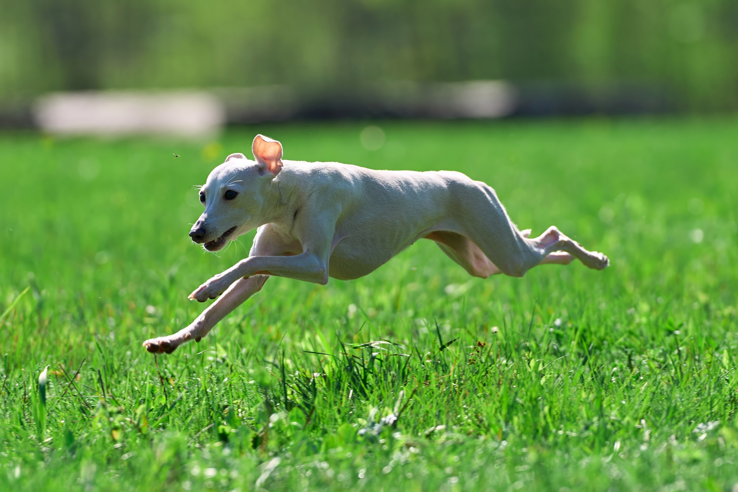 Тренировка по курсингу Донино. Фотограф-анималист Михаил Манухин