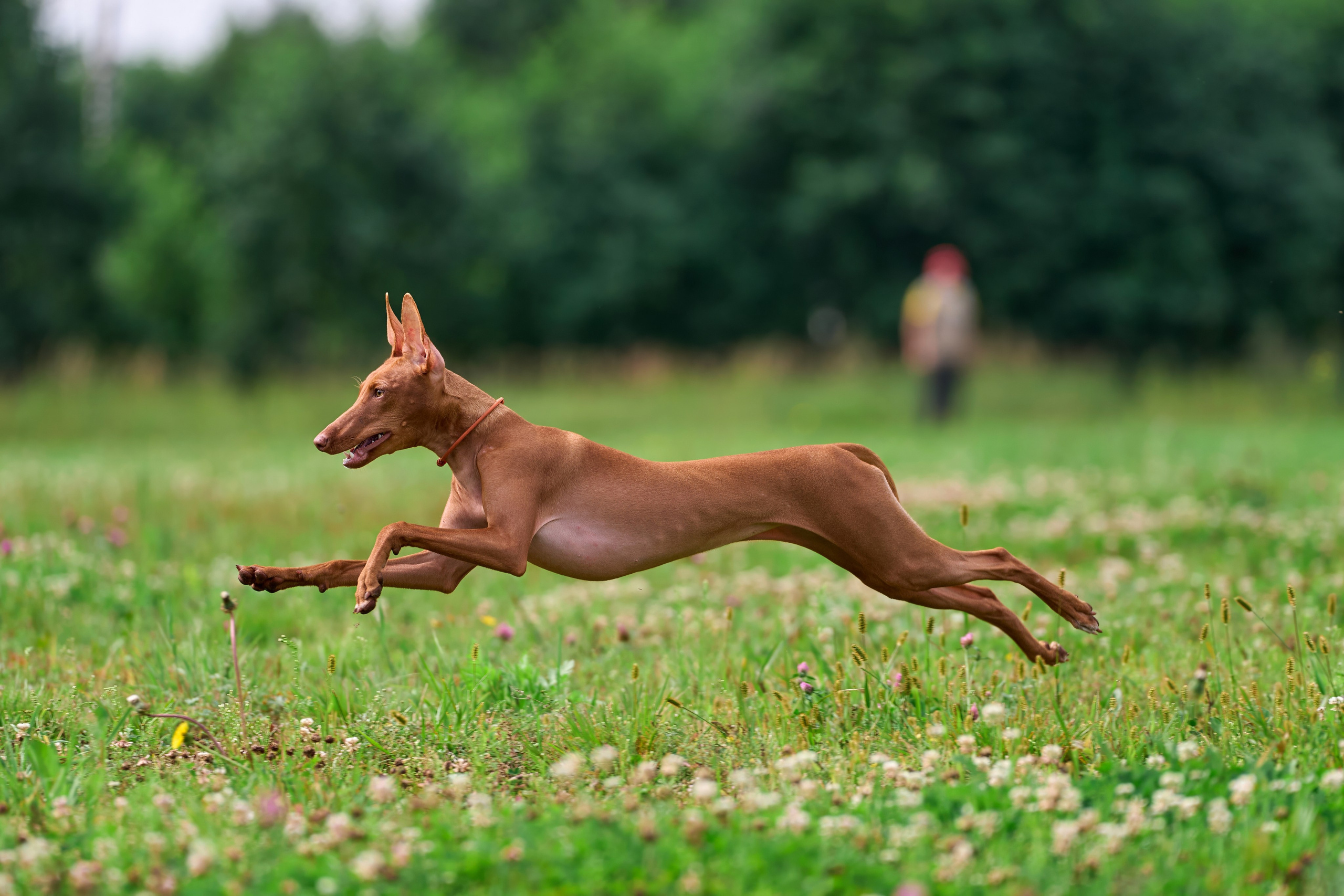Тренировка в Донино. Фотограф-анималист Михаил Манухин