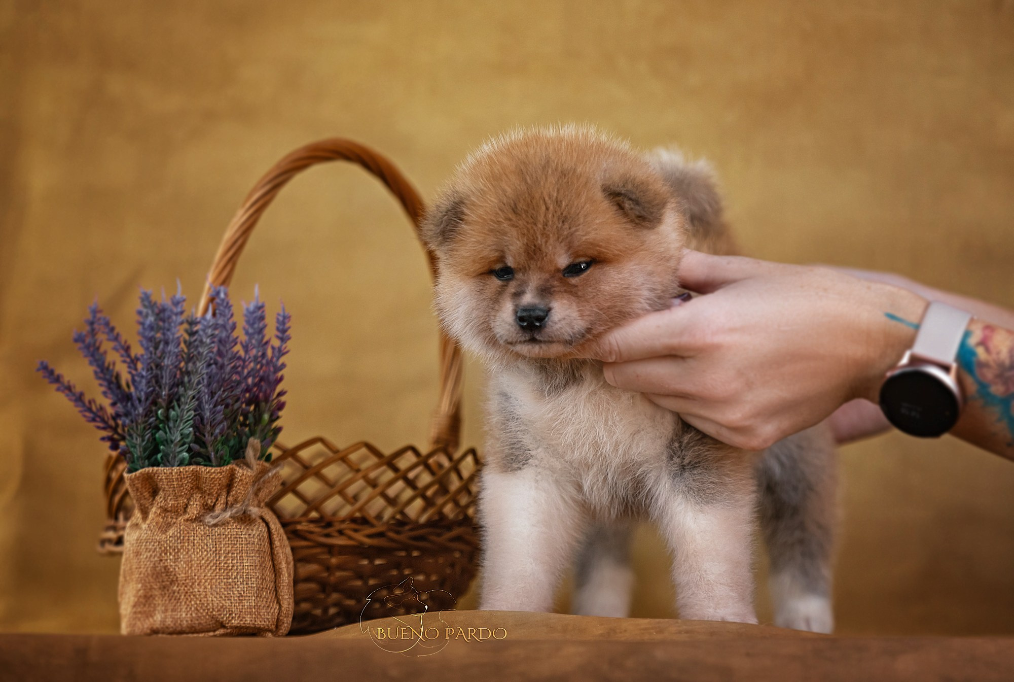 Щенки японской акита ину из питомника. Питомник собак Акита, Хаски, Корги