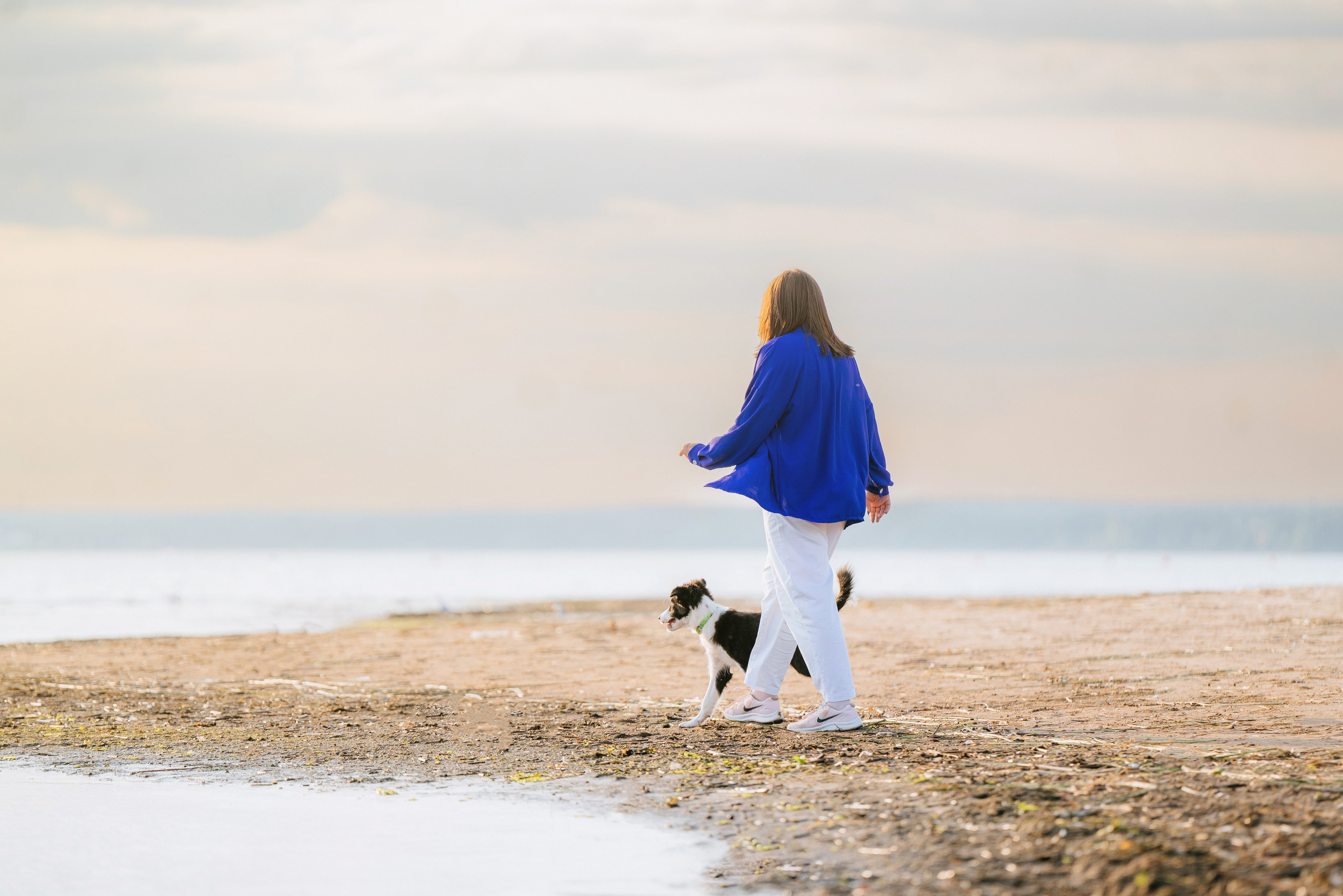 Фотосессия со щенками колли. Фотограф анималист в Спб недорого Олеся Майорова