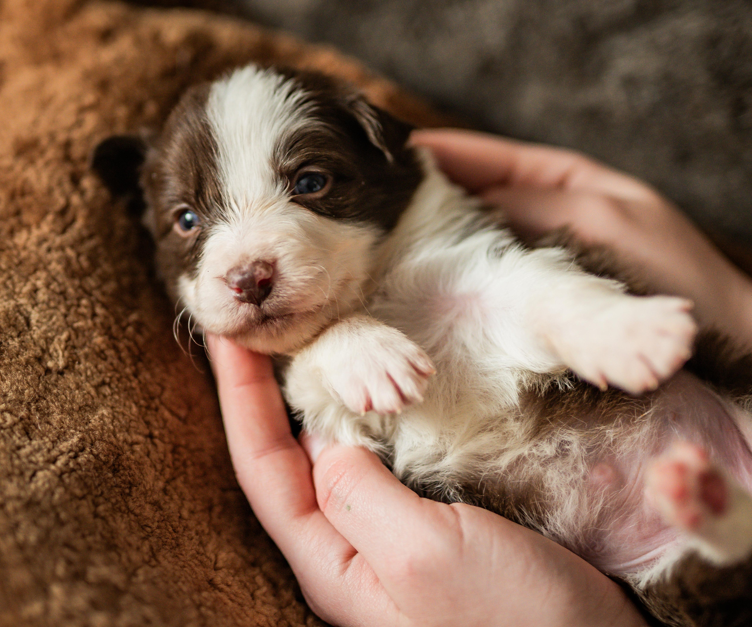 Фритсвит. Семейный фотограф Ефремова Виктория