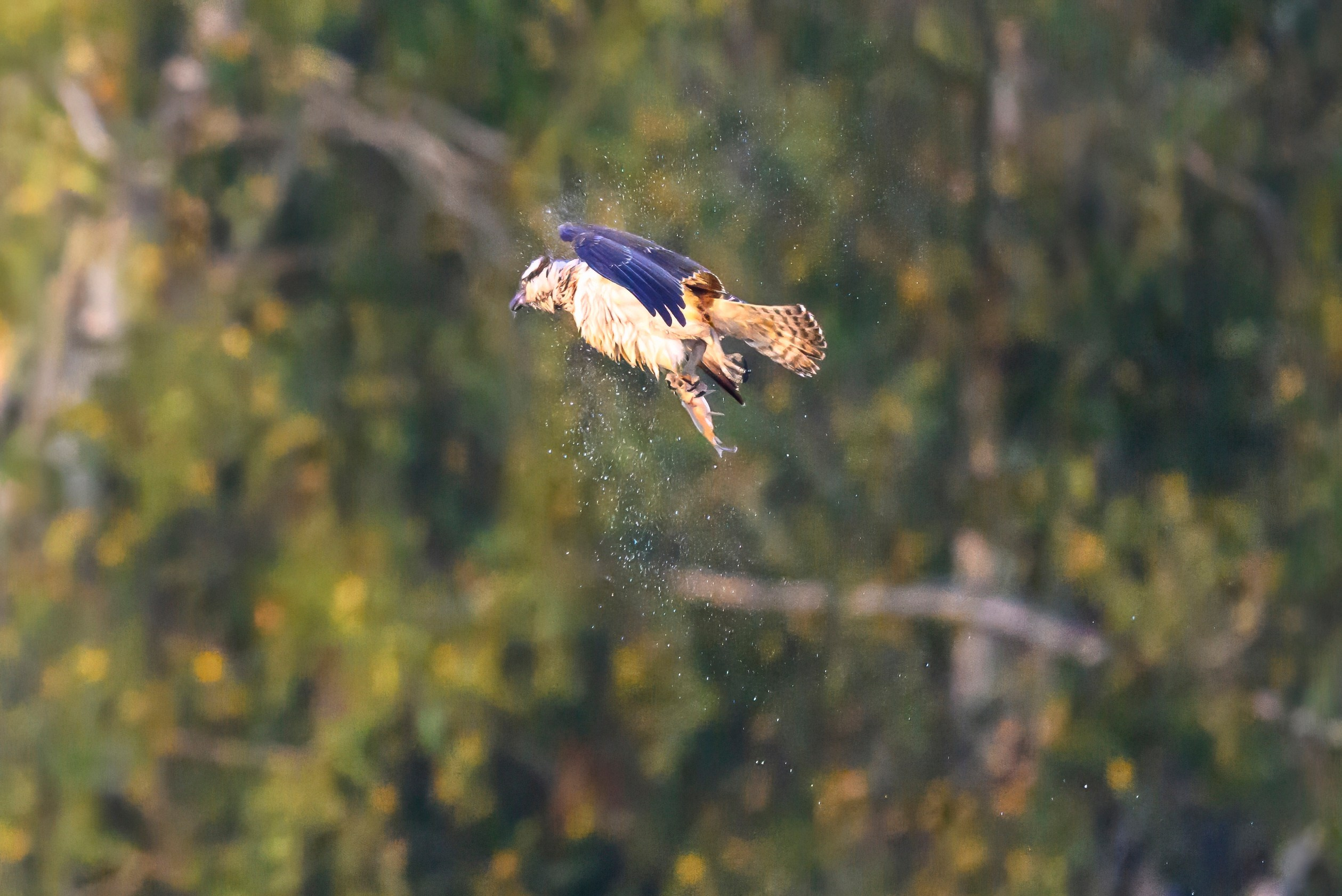 Скопа и канюк. The Osprey and the Buzzard. Фотограф Сергей Пупонин