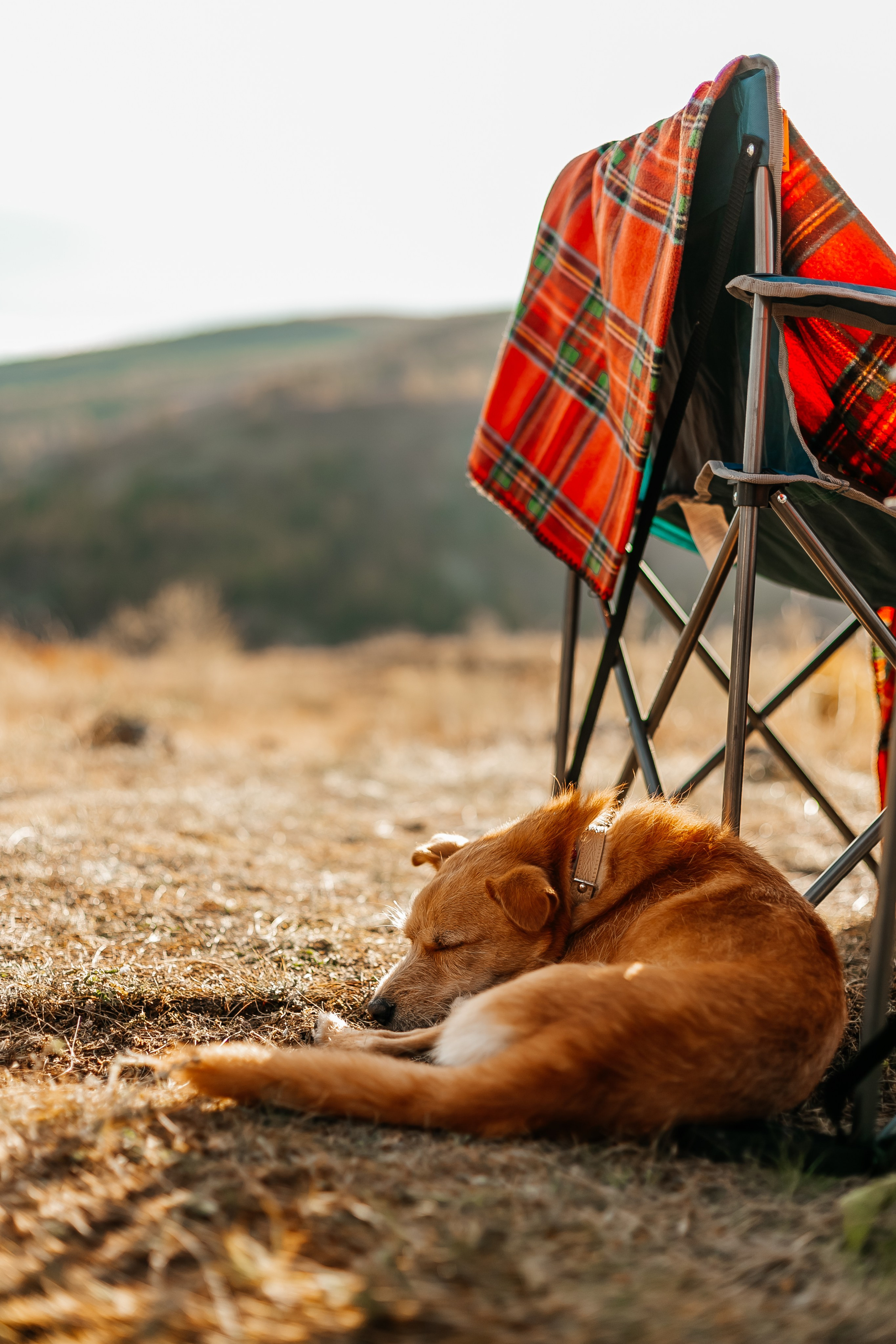 Animal. Фотограф Краснодар Марго Хелбен