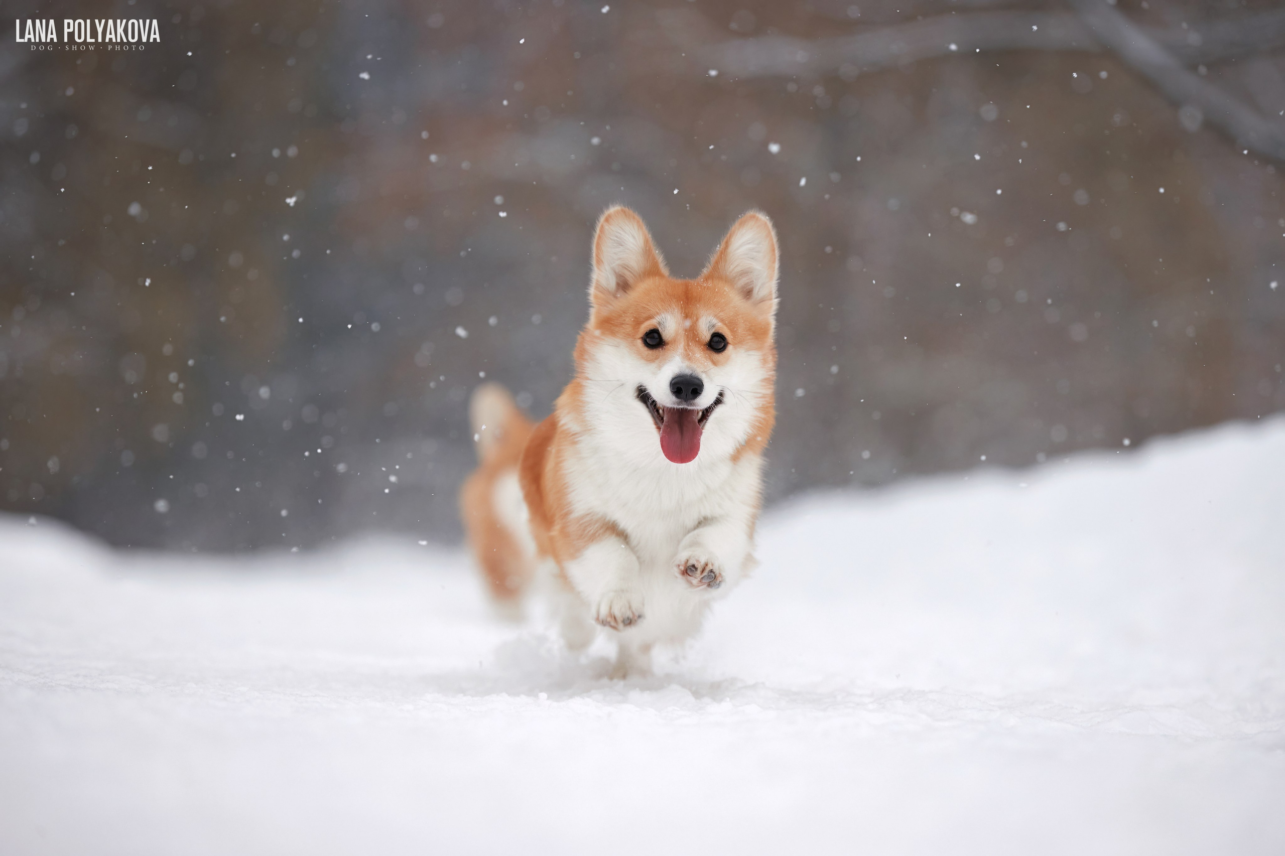 ВЫЕЗДНЫЕ ФОТОСЕССИИ СОБАК. ФОТОГРАФ-АНИМАЛИСТ l LANA POLYAKOVA