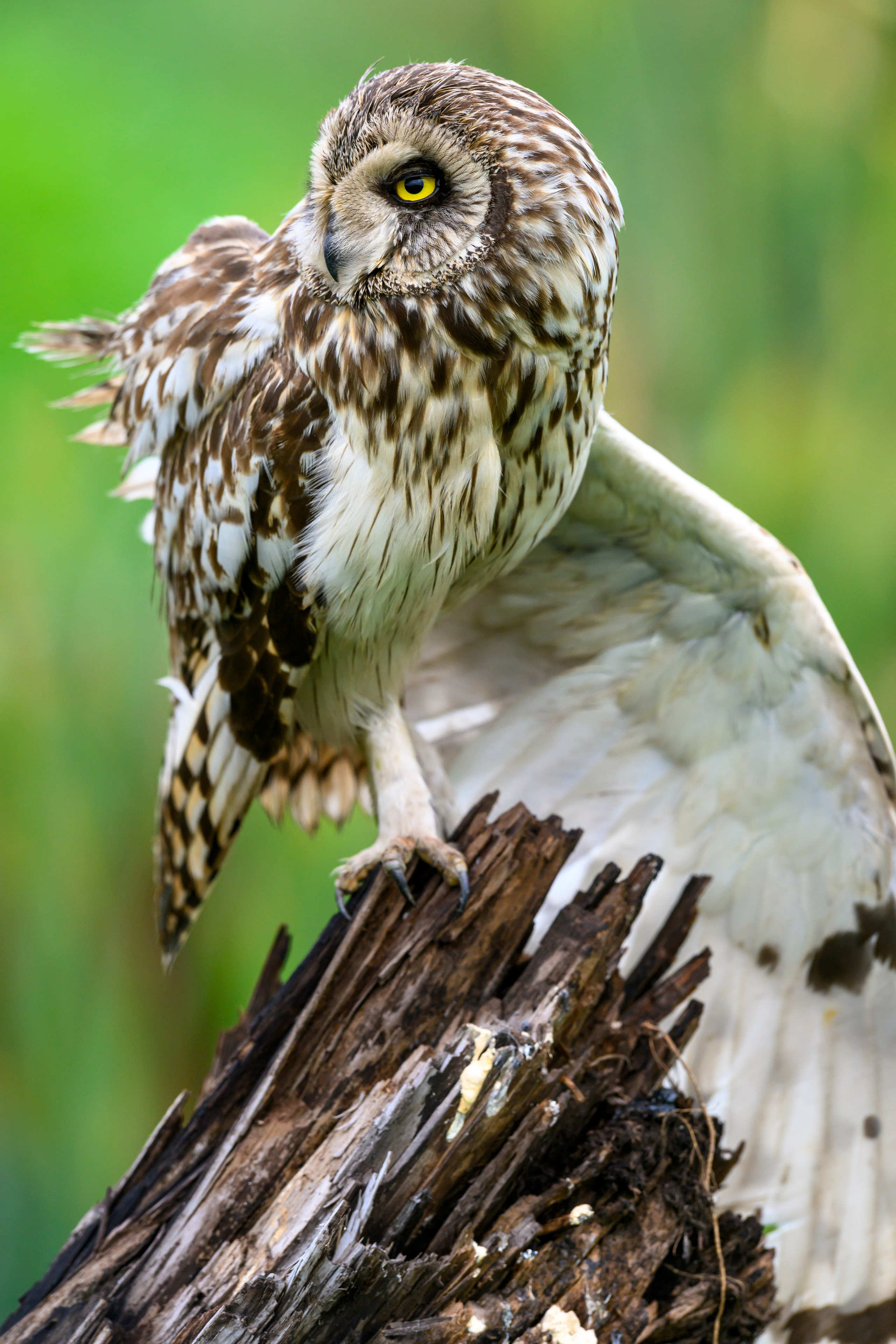 Эмоции совы. The emotions of the Owl. Wildlife photography by Sergey Puponin