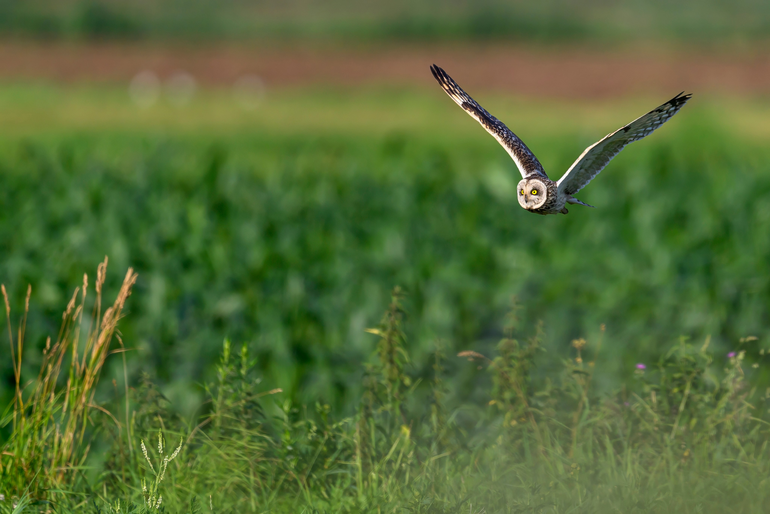 Цапли и совы. Herons and Owls. Wildlife photography by Sergey Puponin