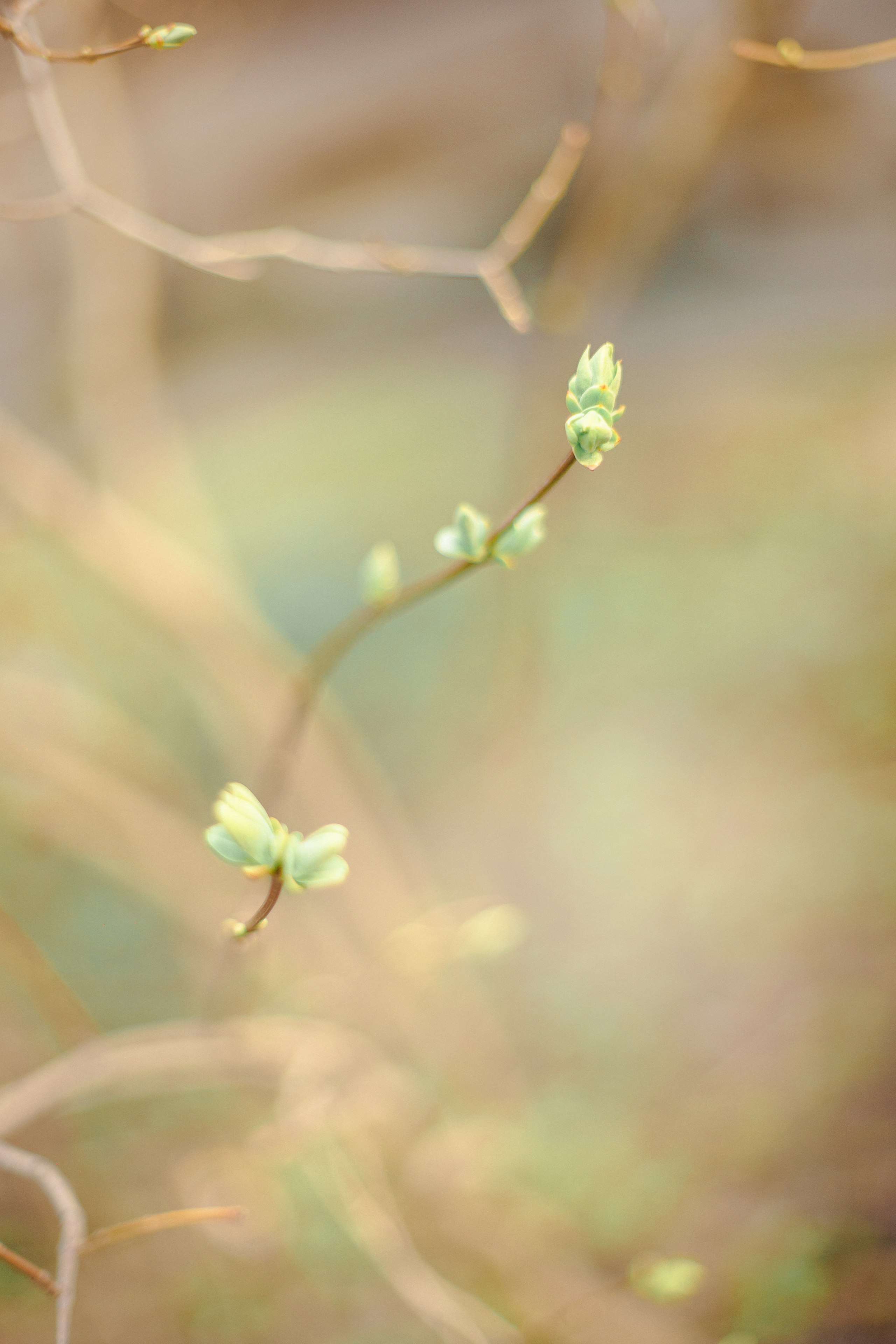 Прогулочная фотосессия в Санкт-Петербурге. Свадебный и семейный фотограф Рязань. Дмитрий Волков