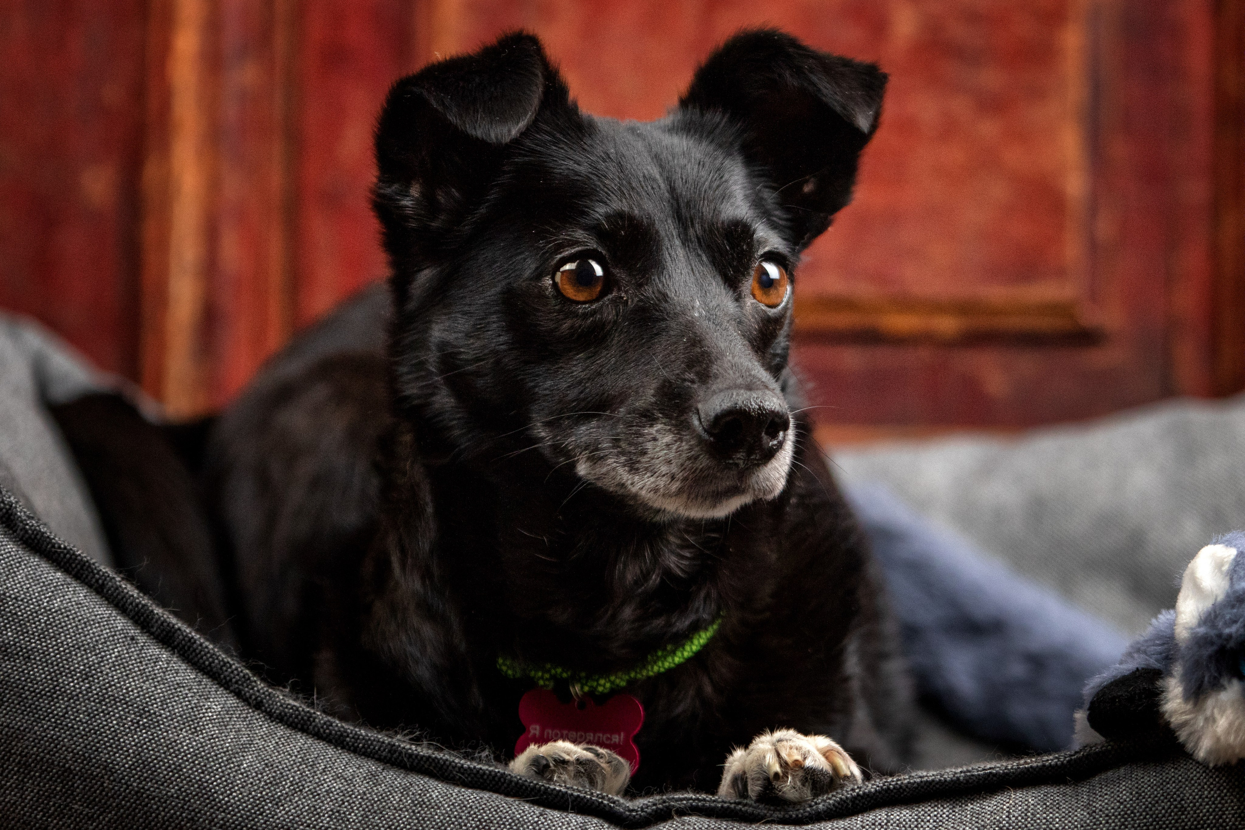 Рождественская история Бусинки. Фотограф-анималист Юлия Зубкова