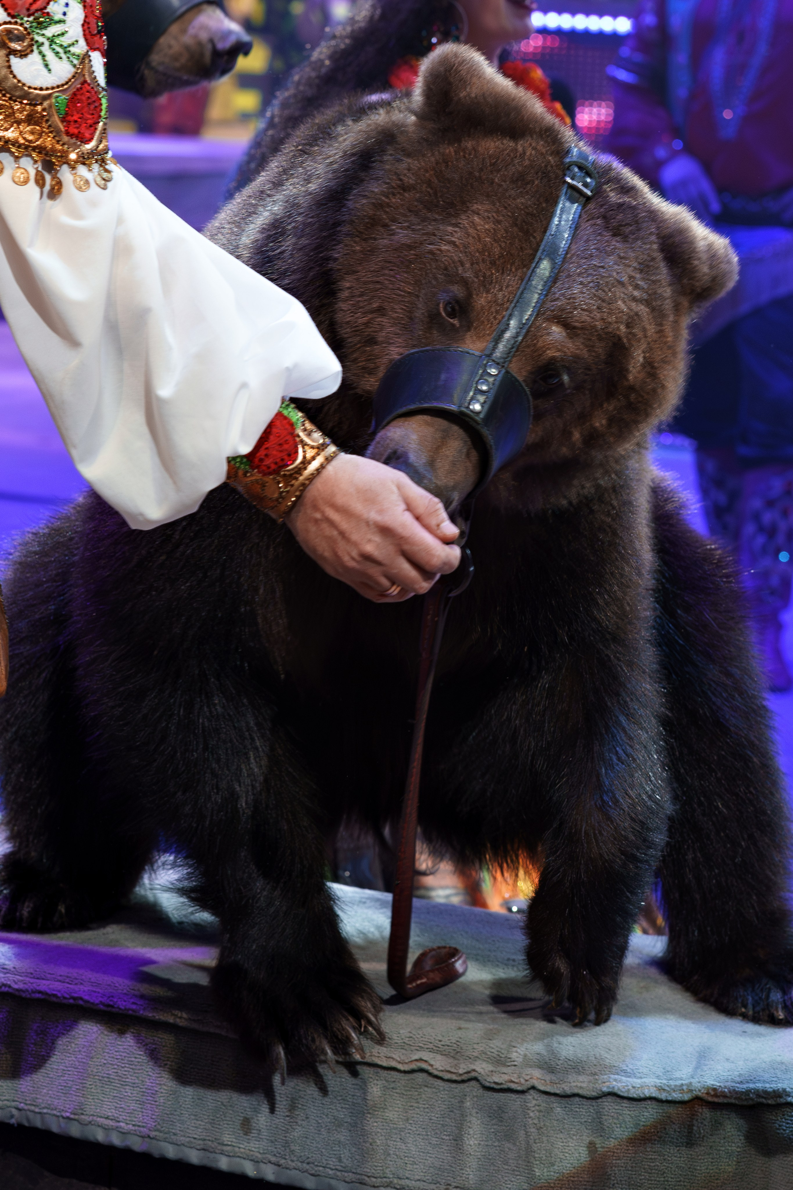 «Королевский цирк Гии Эрадзе»