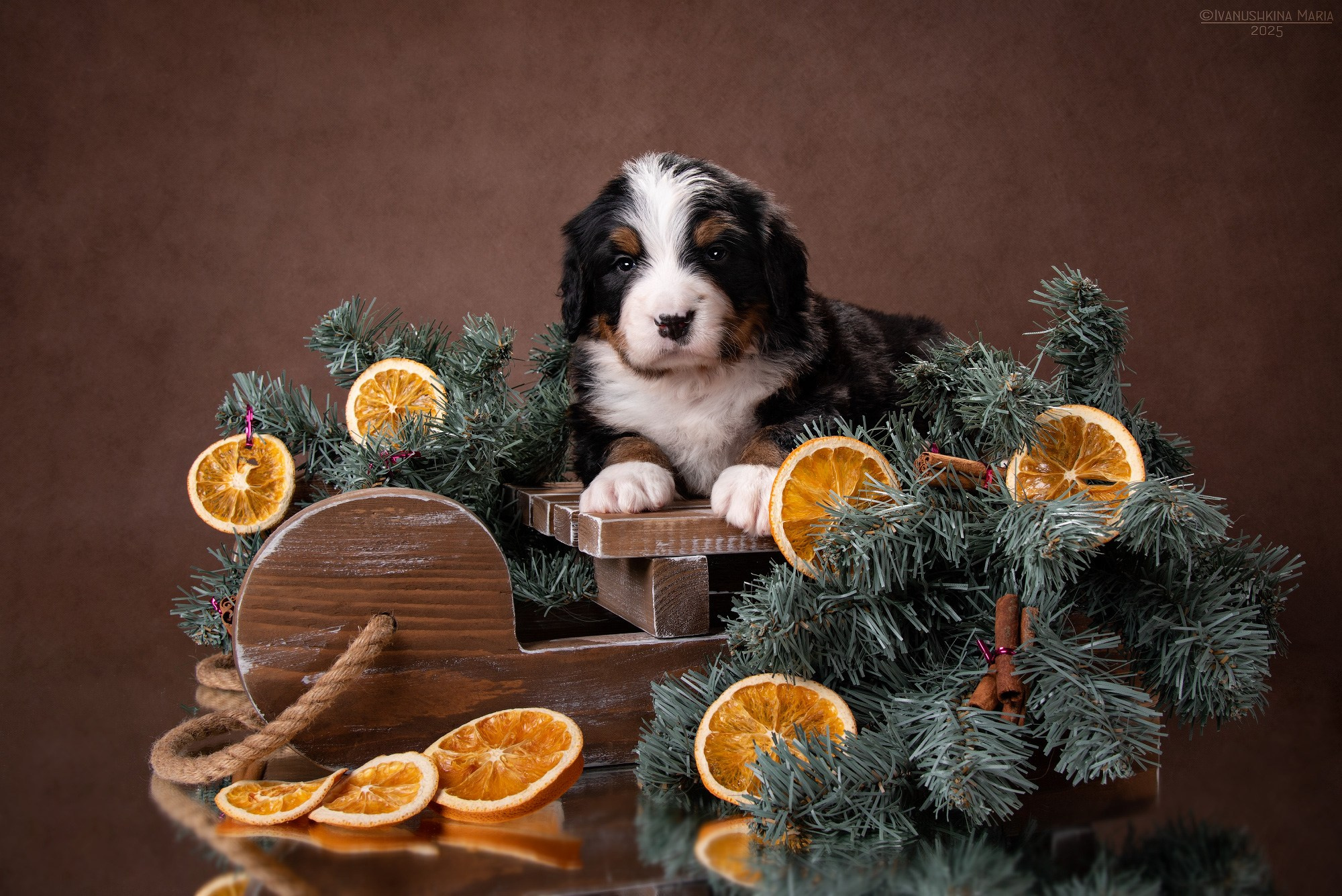 новогодняя фотосессия для щенка зенненхунда