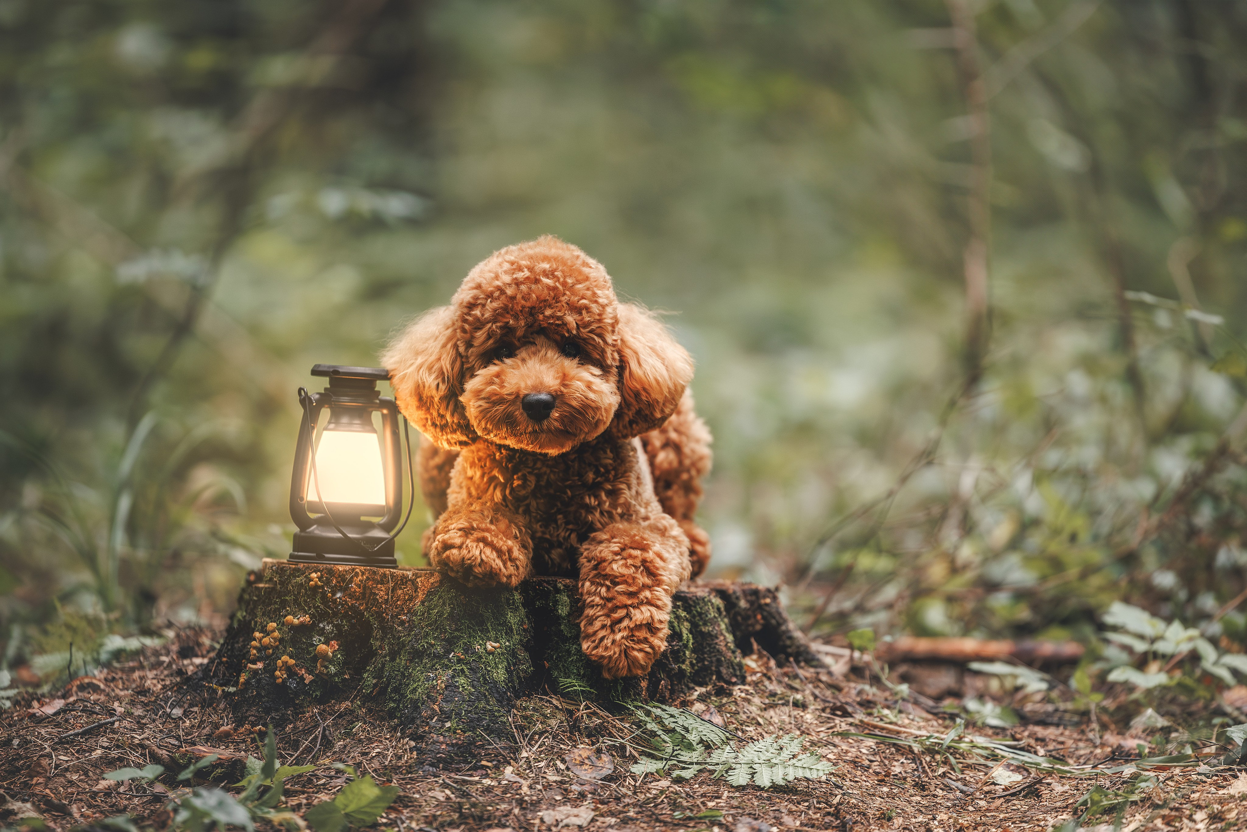 Фотограф Анималист в Москве Анастасия Жучкова