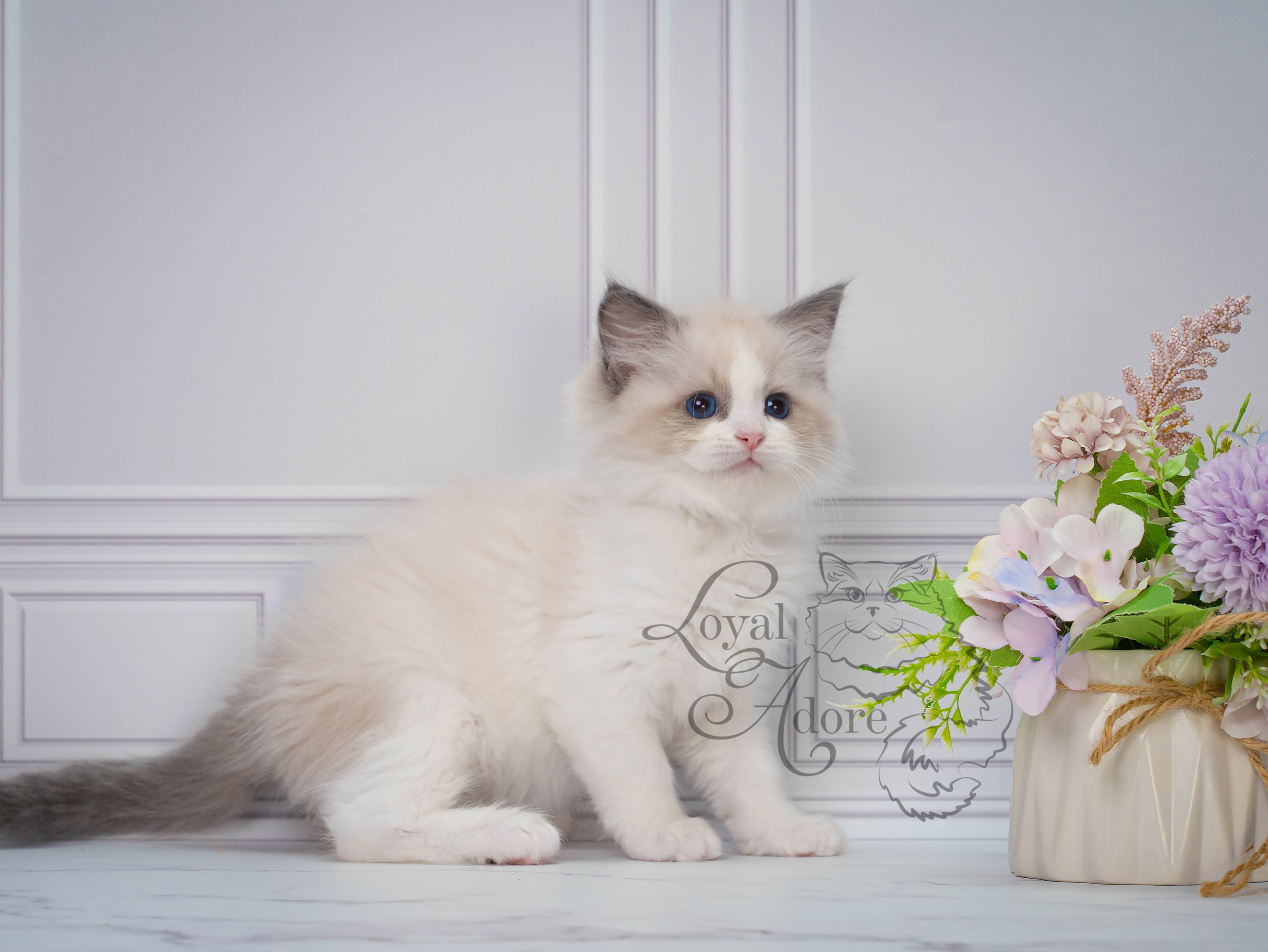 Котята рэгдолл от Loyal Adore. Питомник рэгдолл Loyal Adore