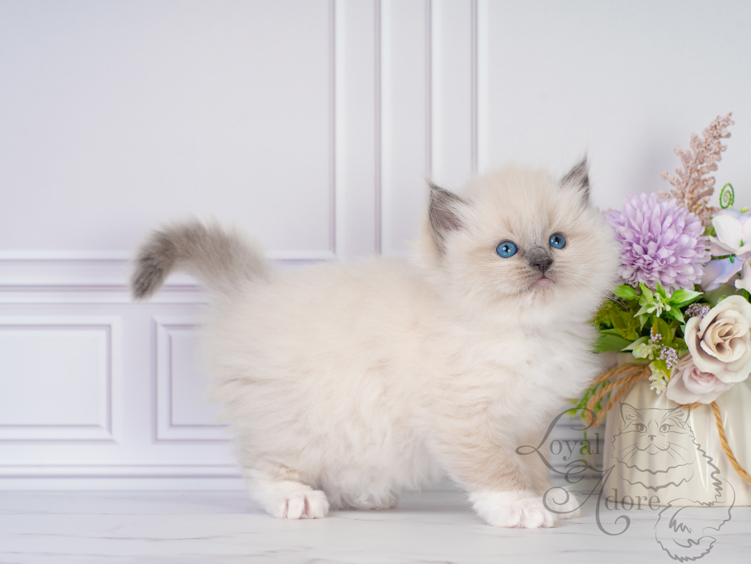 Котята рэгдолл от Loyal Adore. Питомник рэгдолл Loyal Adore