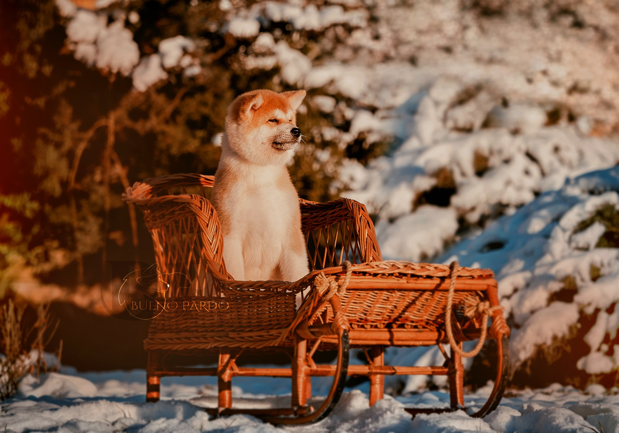 Щенки японской акита ину из питомника. Питомник собак Акита, Хаски, Корги