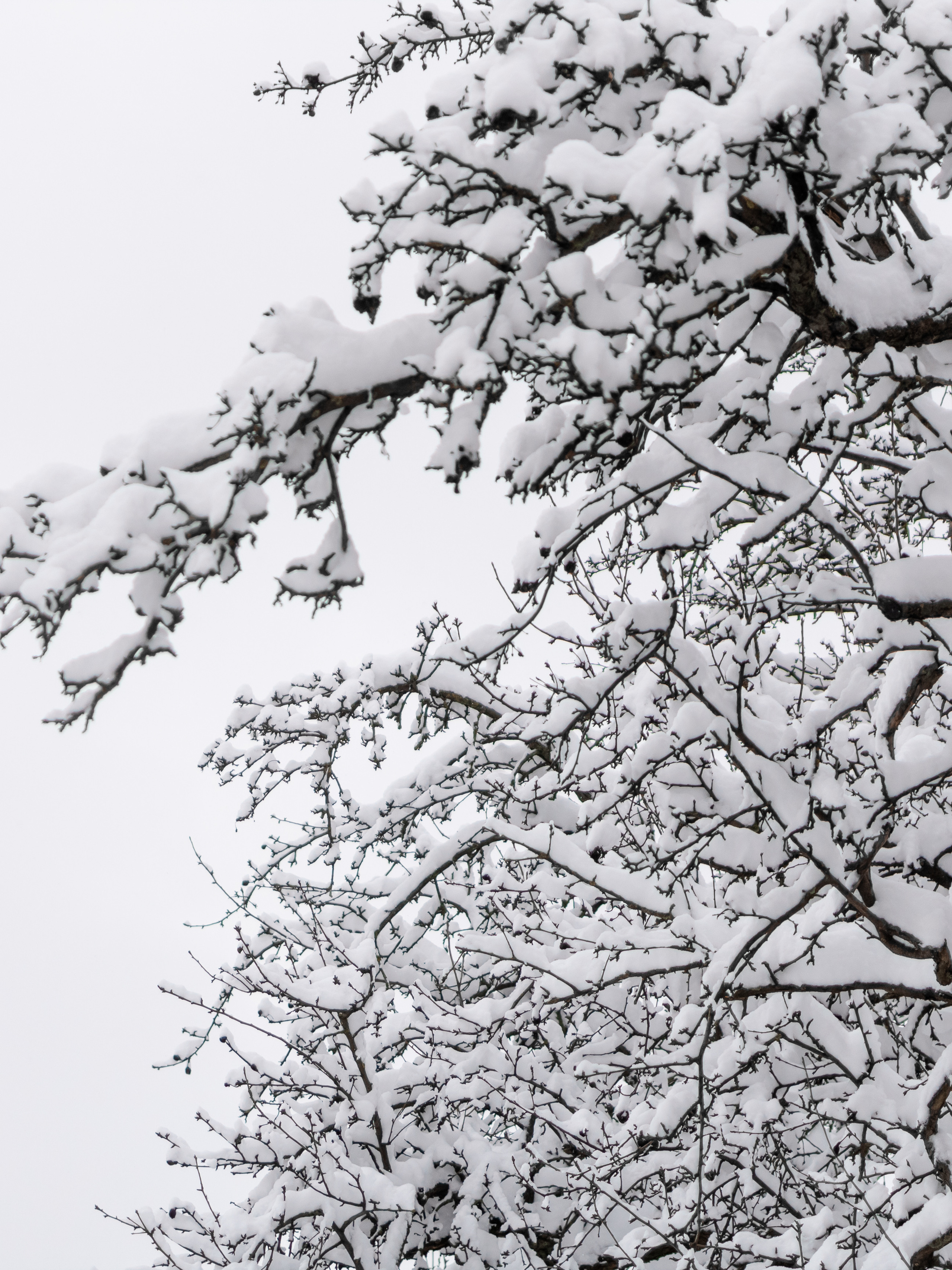 Зимняя сказка. Семейный фотограф в Минске Приболовец Светлана