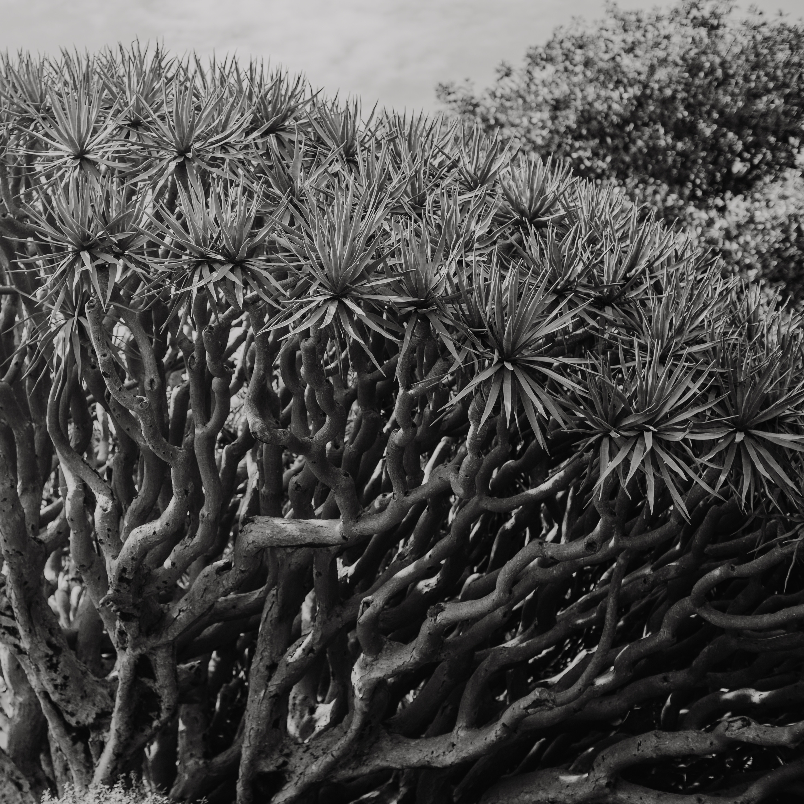 Wedding Event ART Photographer