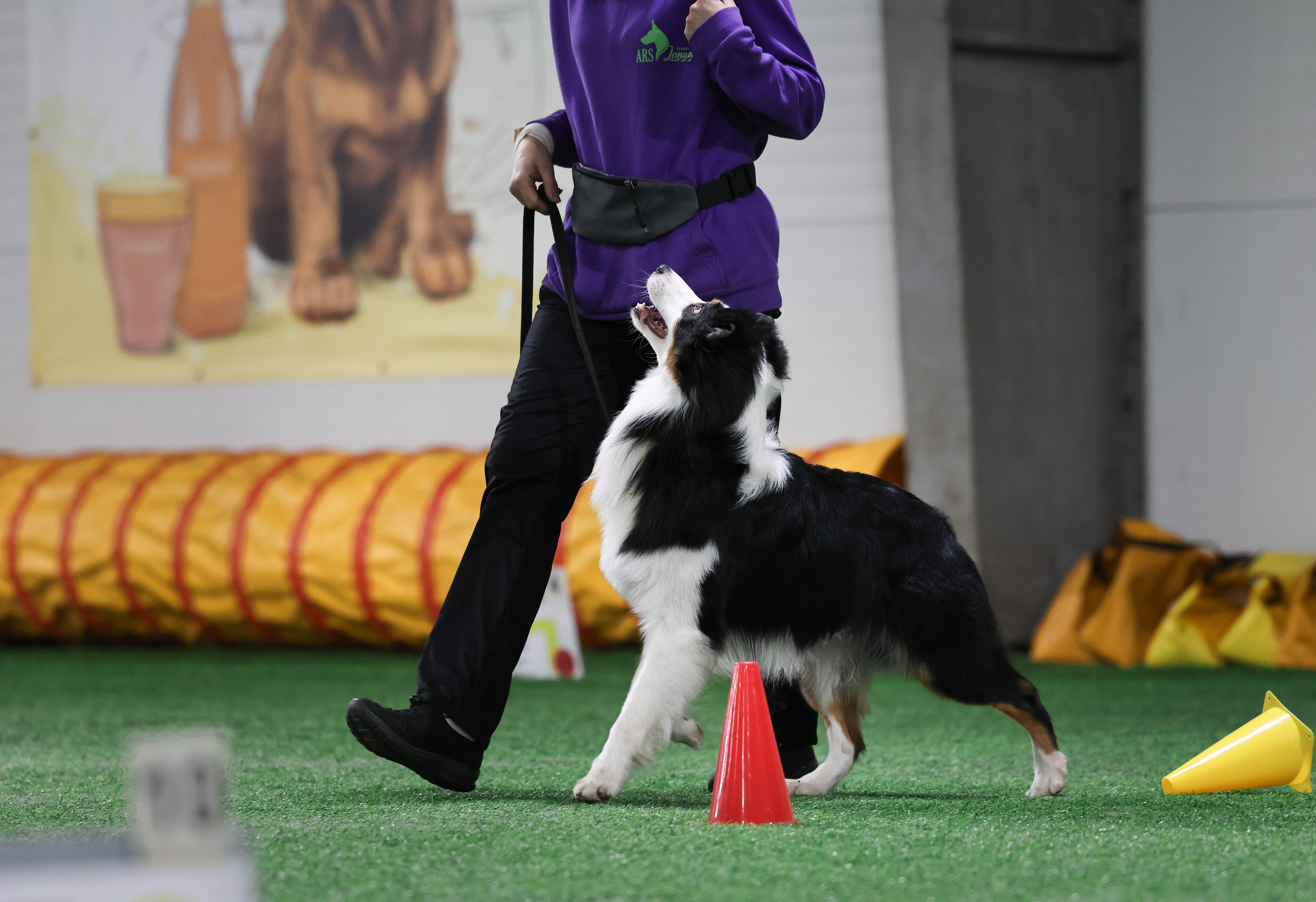 Гелий. BLGKV питомник собак