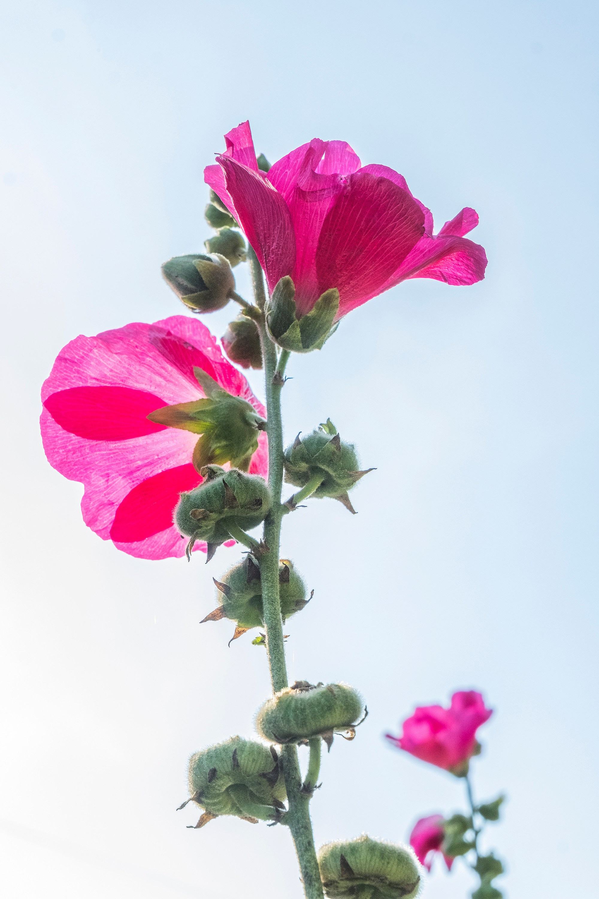 Флирт цветов. Стас Понятовский