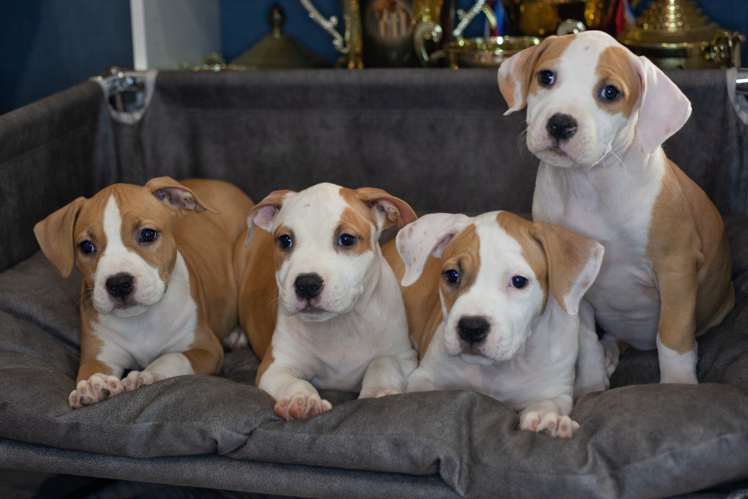 Щенки. Slavilada-Лапки. Свет. Любовь… Профессиональная фотосессия питомцев Для памяти, пристройства и продажи. Хабаровск