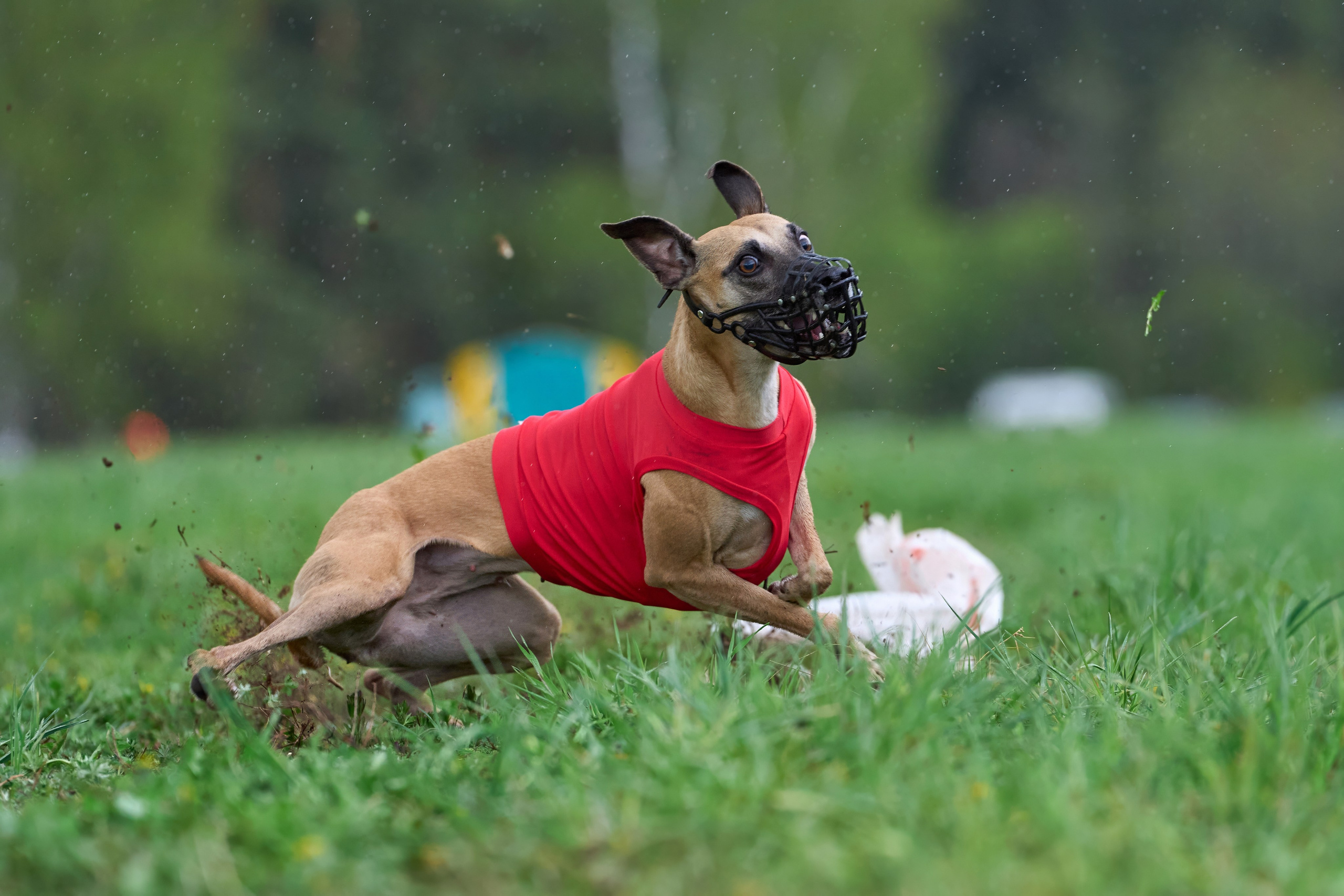 ПЧРКФ по курсингу. Фотограф-анималист Михаил Манухин