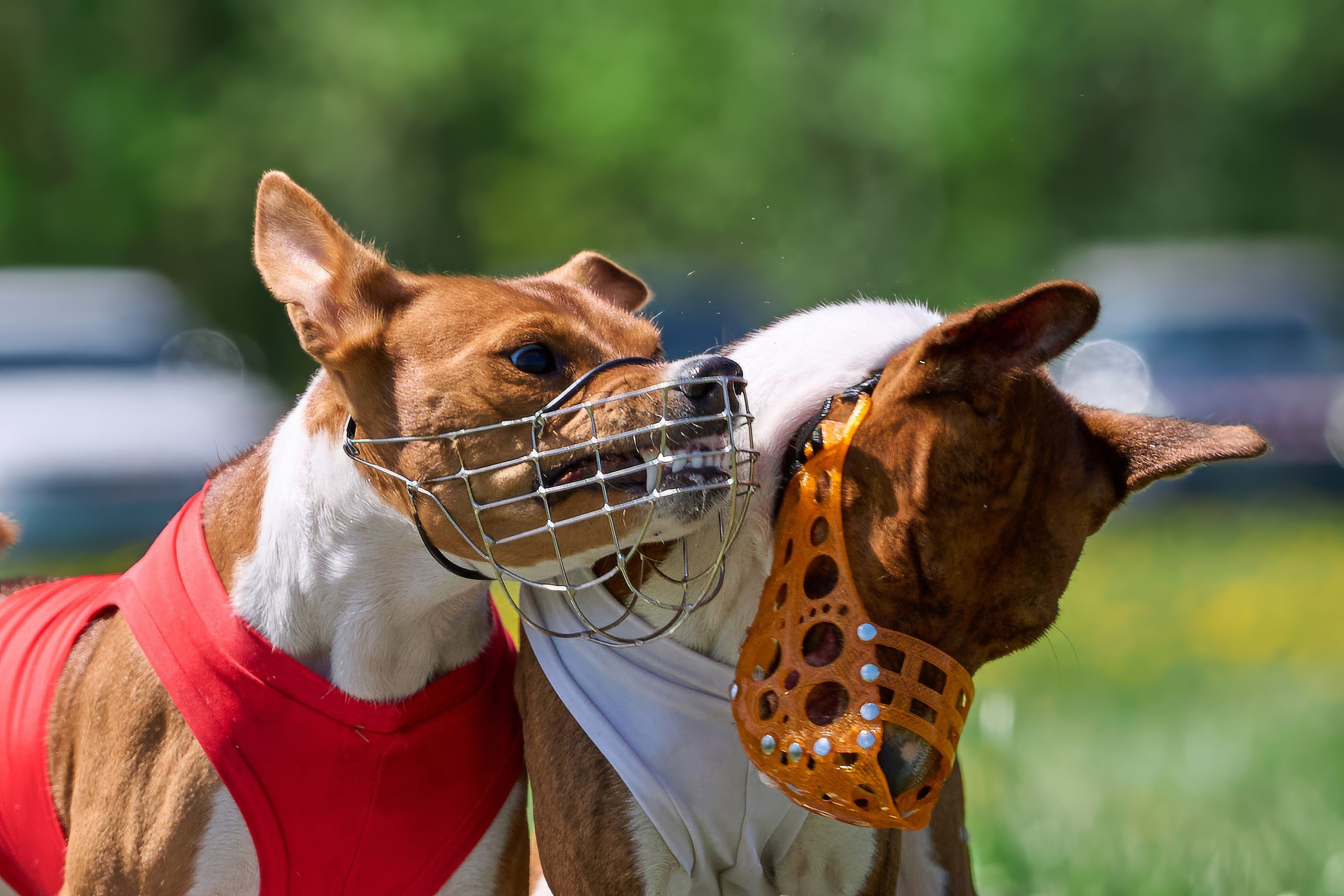 Квалификация по курсингу Донино. Фотограф-анималист Михаил Манухин