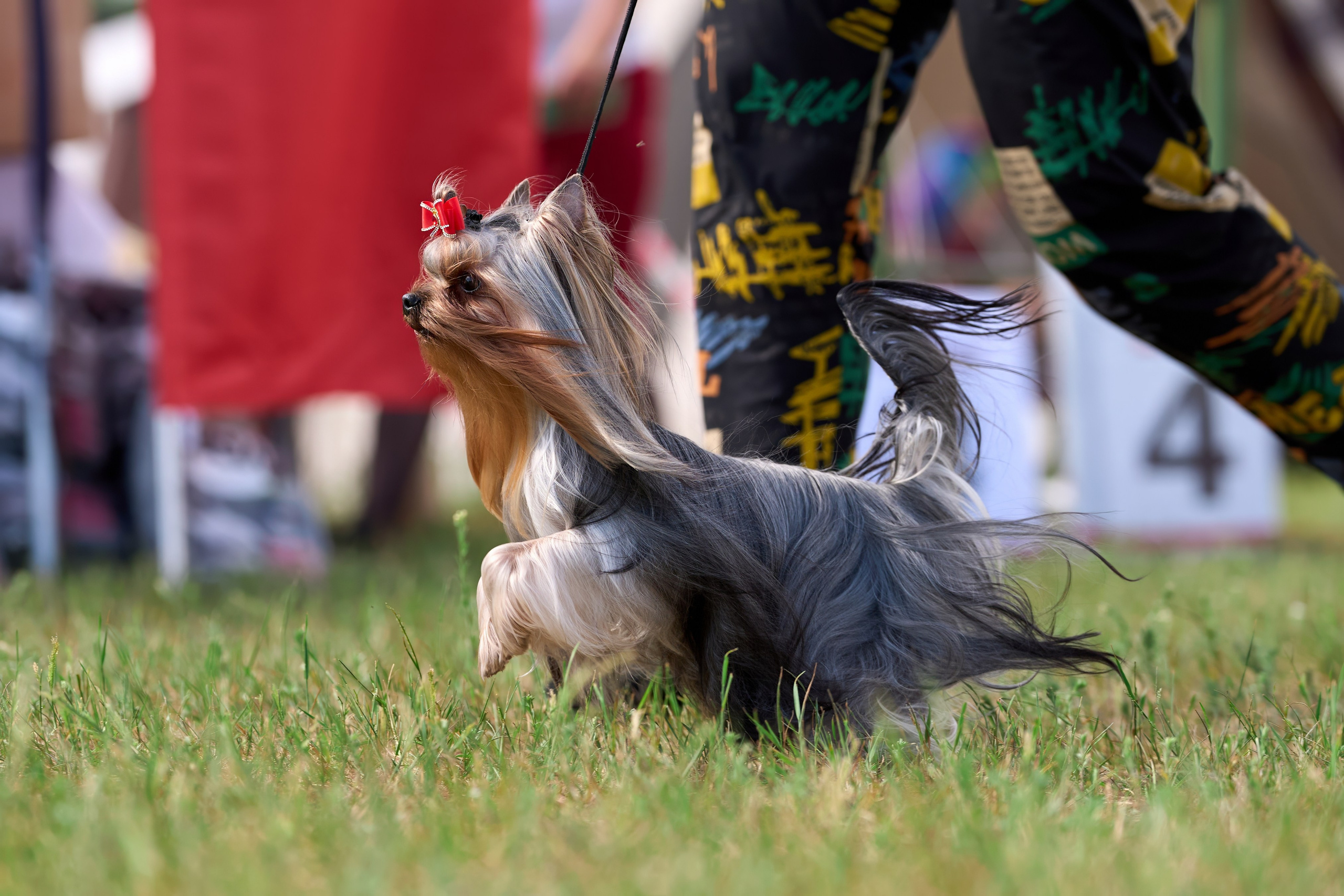 Выставка «ИЗ СОЗВЕЗДИЯ БОЛЬШОГО ПСА 2024». Фотограф-анималист Михаил Манухин