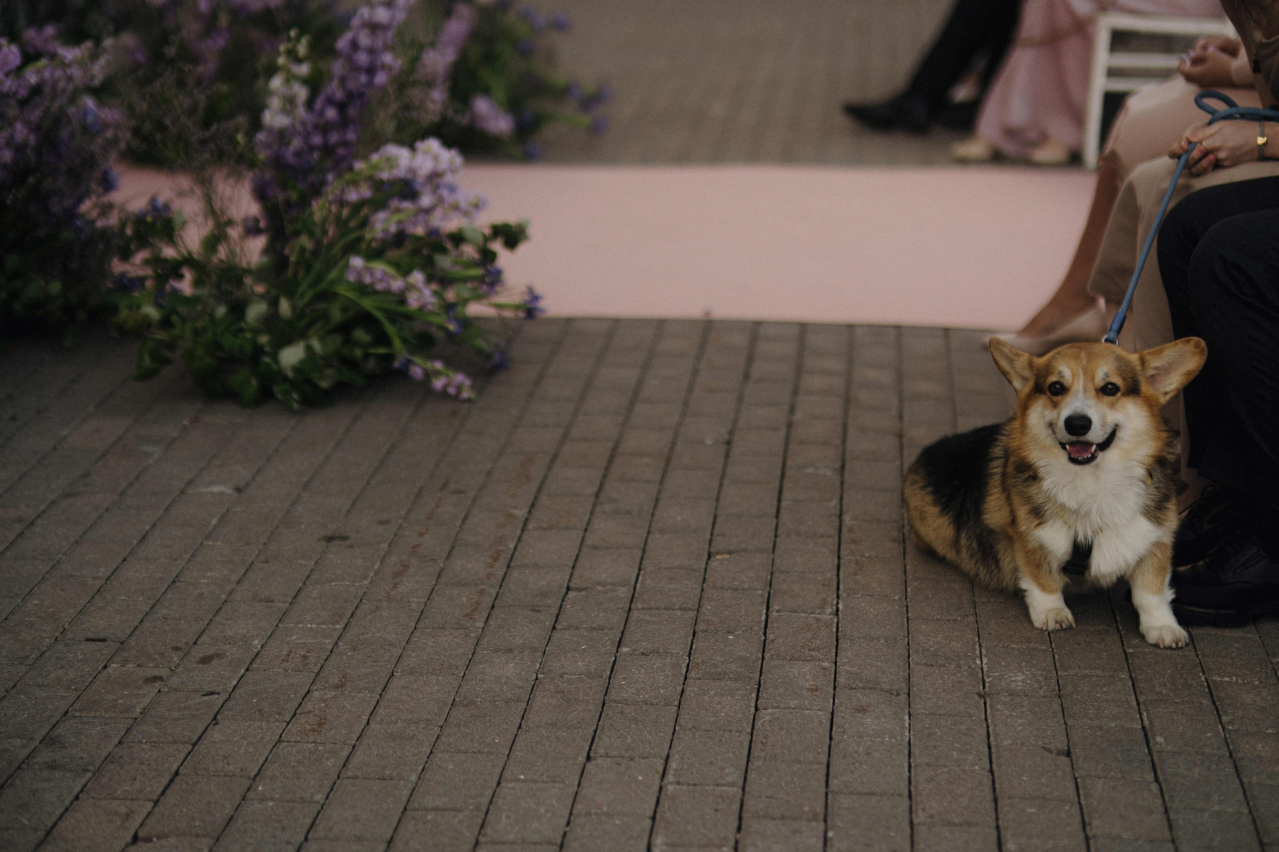Love&Paws. Сентиментальная свадебная фотография
