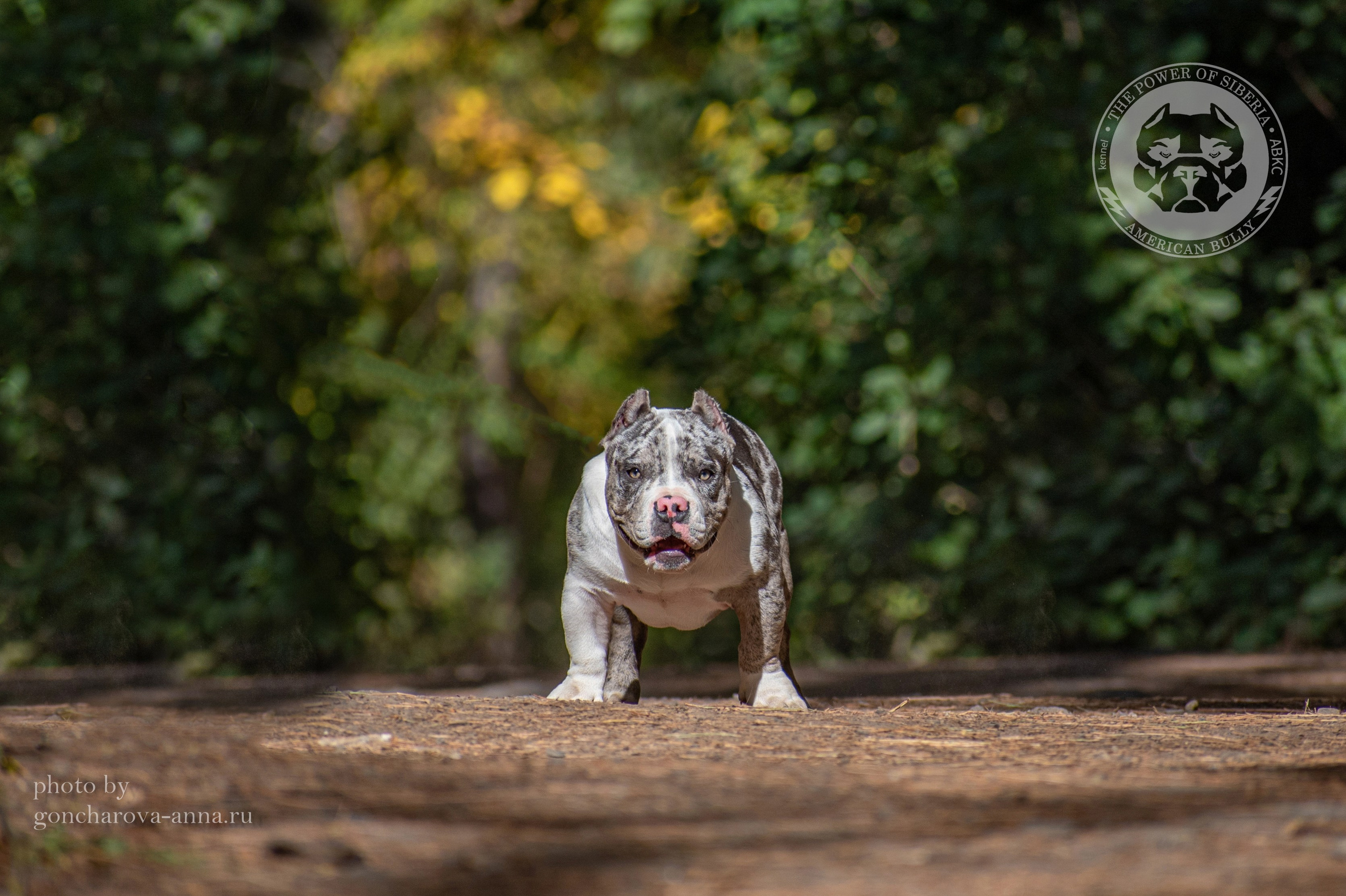 купить амбулли в Ростове-на-Дону