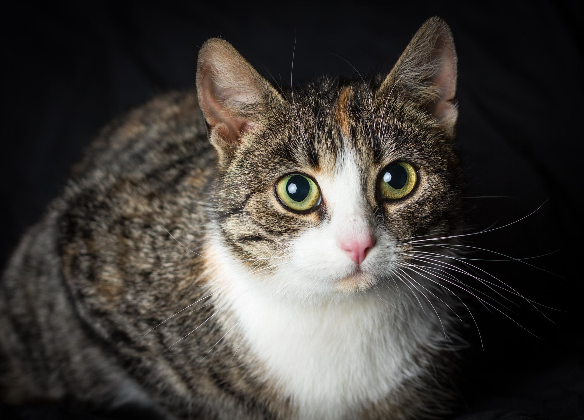 Съемка животных в Петрозаводске. Фотограф Варвара Ермоленко