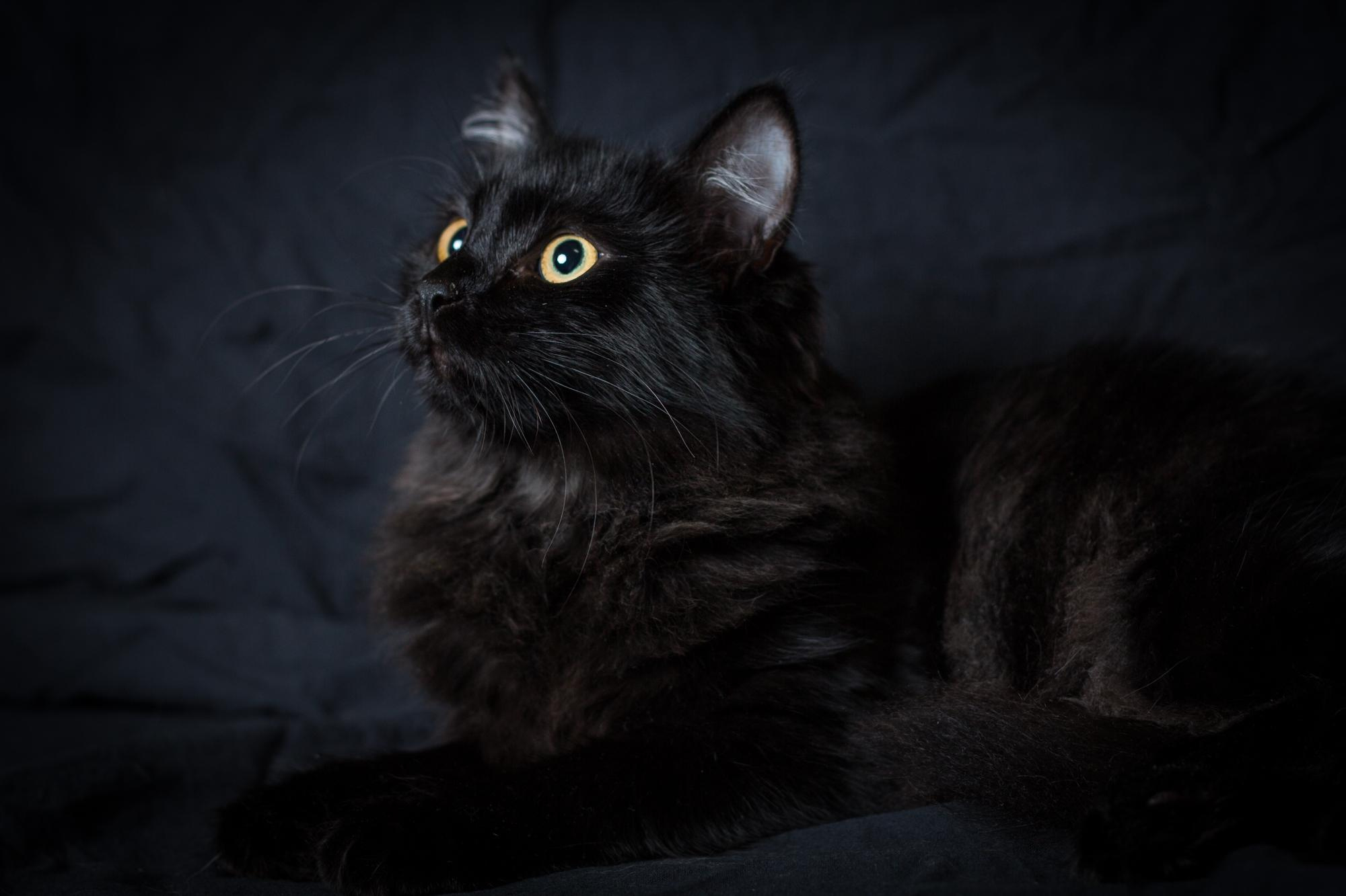 Съемка животных в Петрозаводске. Фотограф Варвара Ермоленко