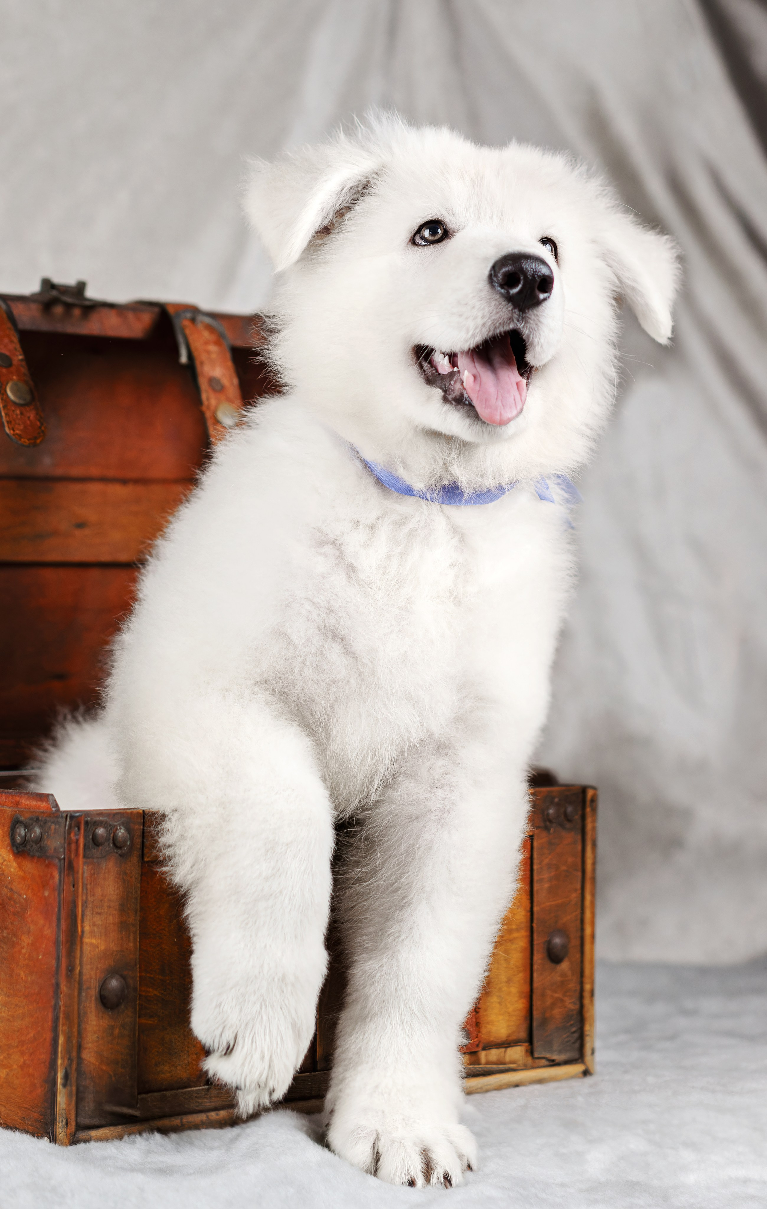 Щенки белой швейцарской овчарки. Фотограф-анималист Юлия Зубкова