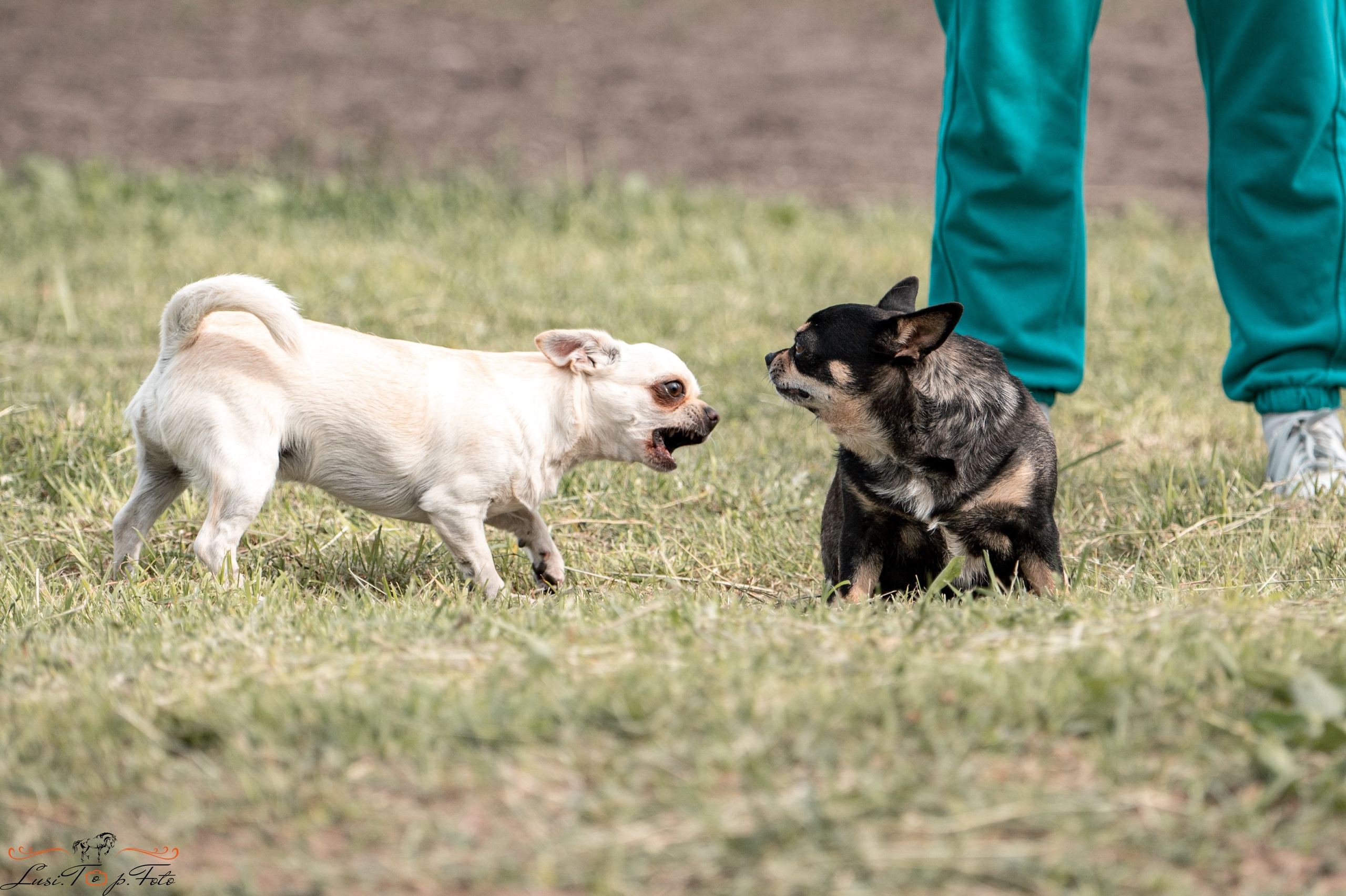 Областные соревнования по выездке. Тверь. Конный и фотограф с животными в Твери Топталова Люся