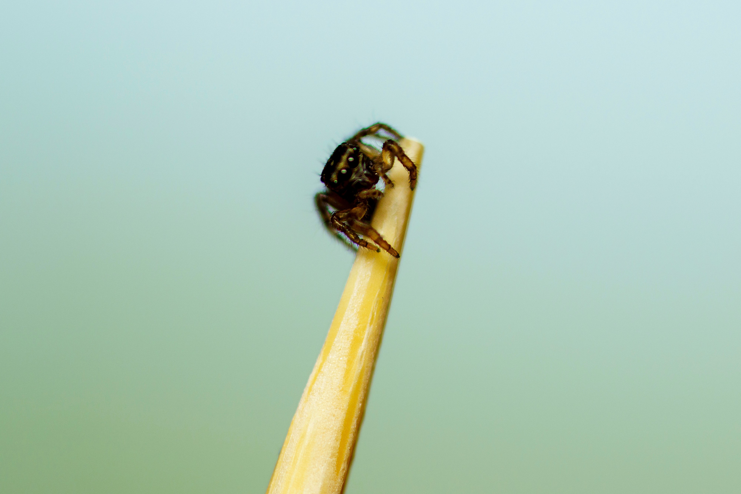 Скакунец. Wildlife photography by Sergey Puponin