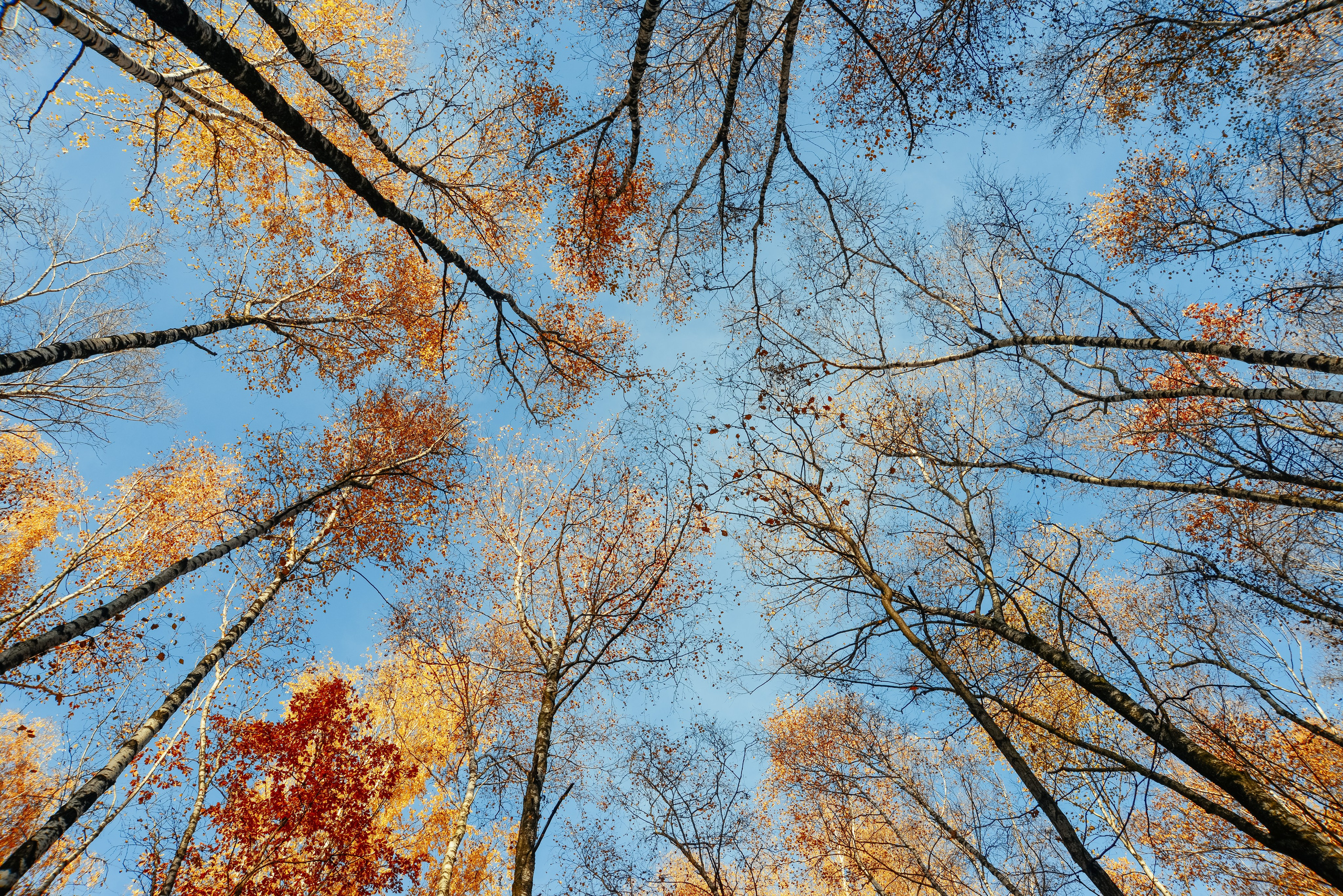 Вершины осенних деревьев на фоне голубого неба