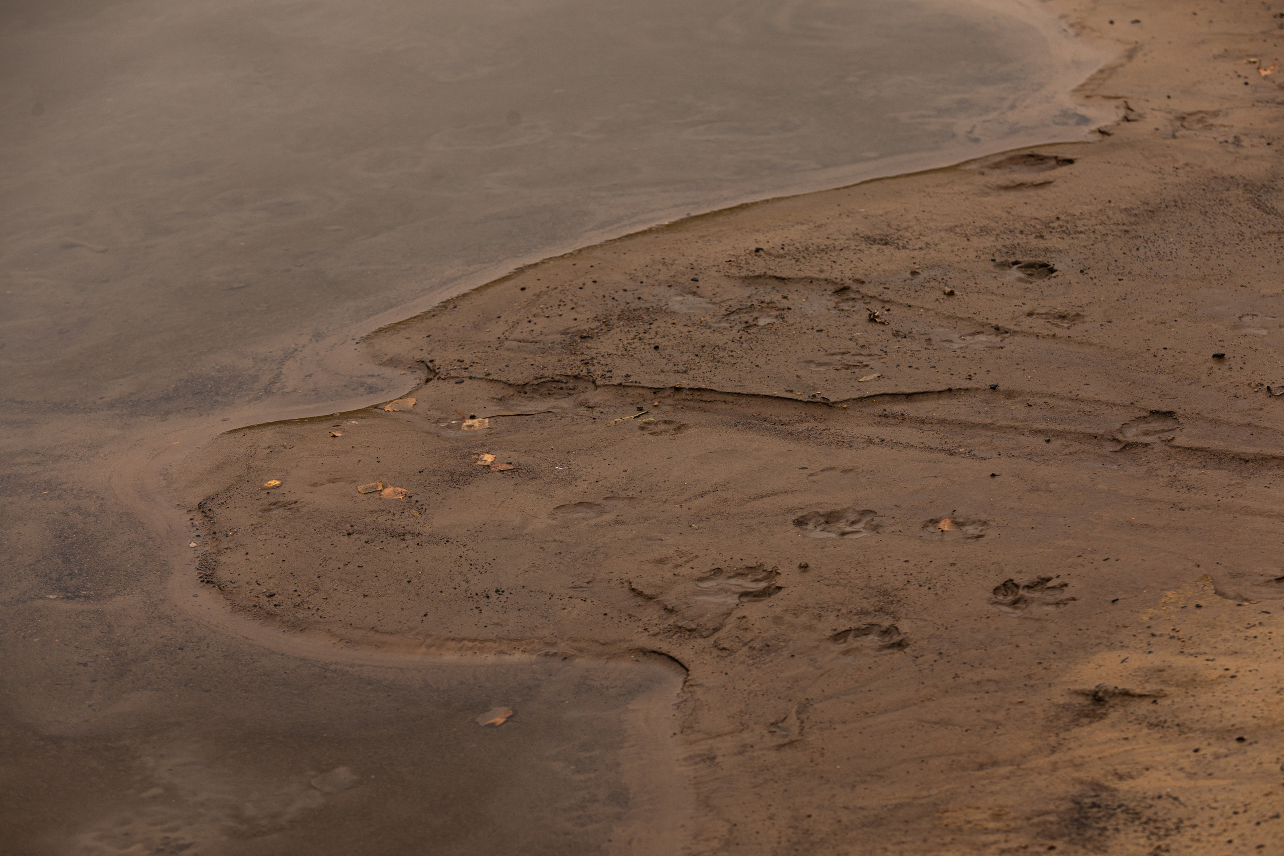 профиль собаки