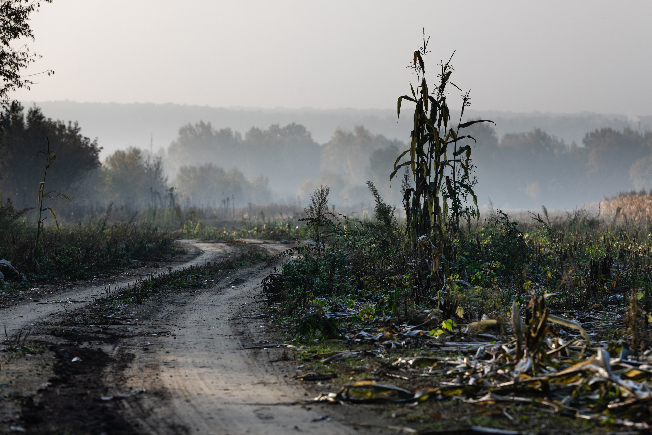туманная дорога