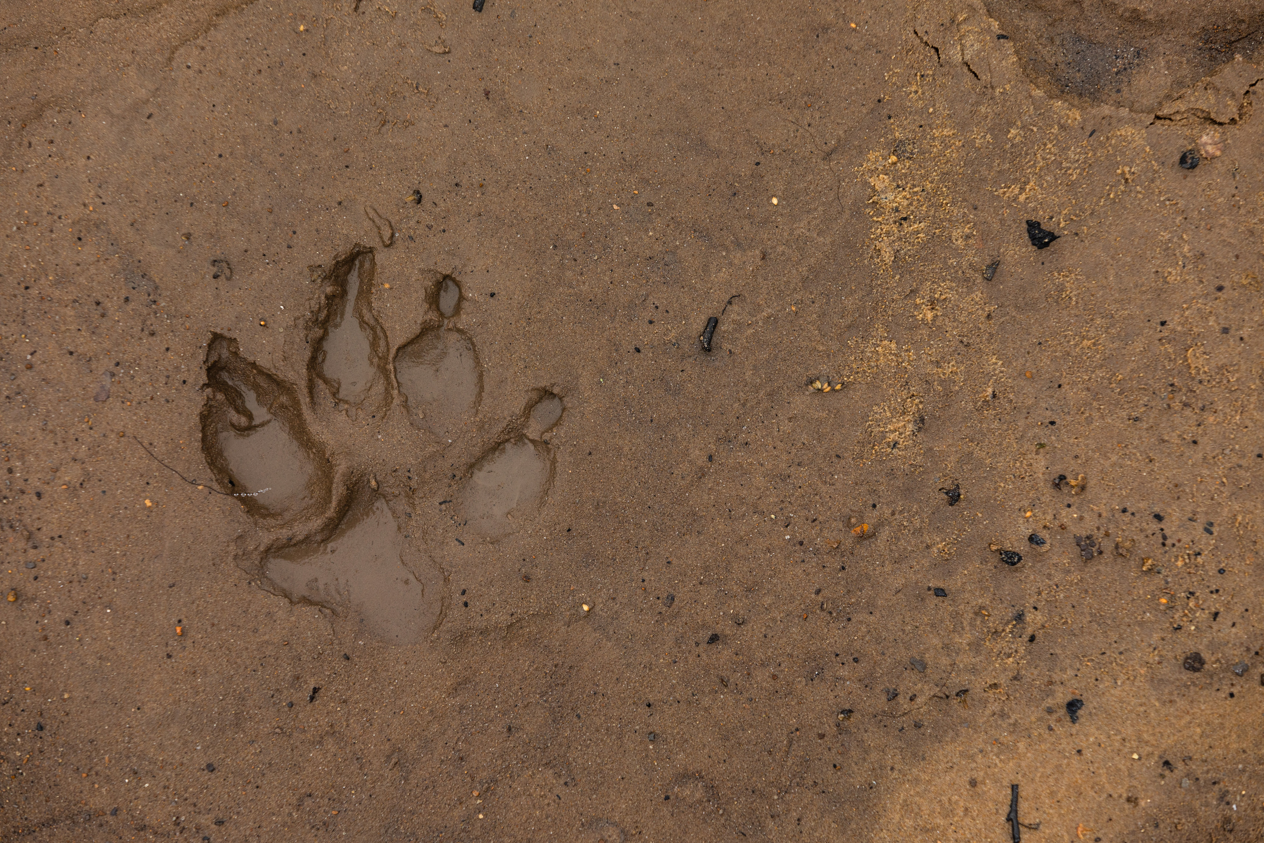 лапа собаки