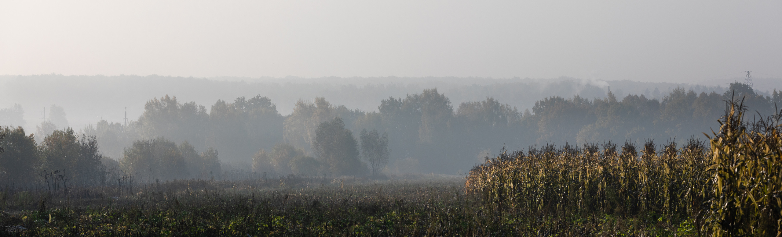 туманное утро