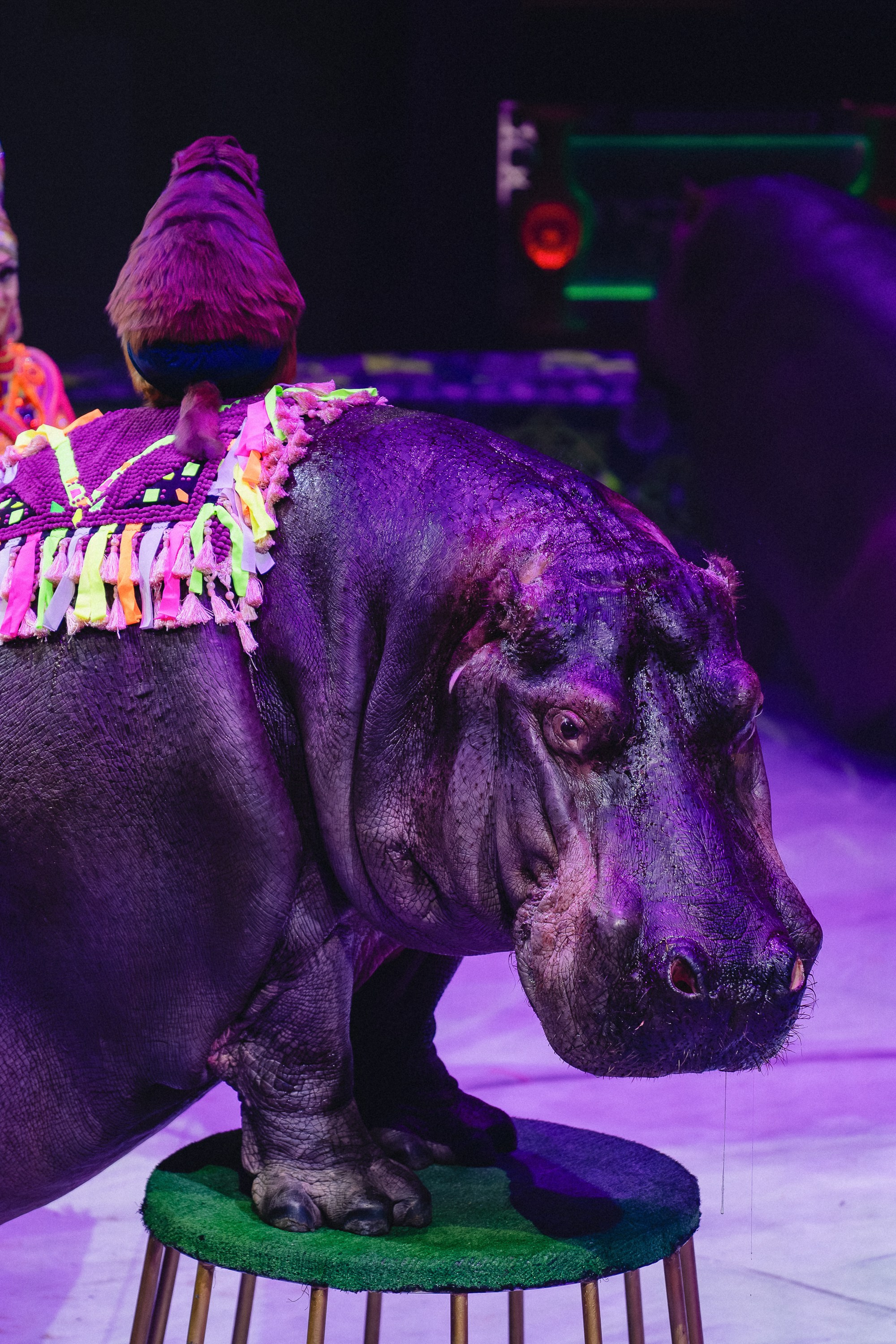 Пресс-показ шоу «Песчаная Сказка». Воробьева Ксения — Спортивный и танцевальный фотограф Новосибирск