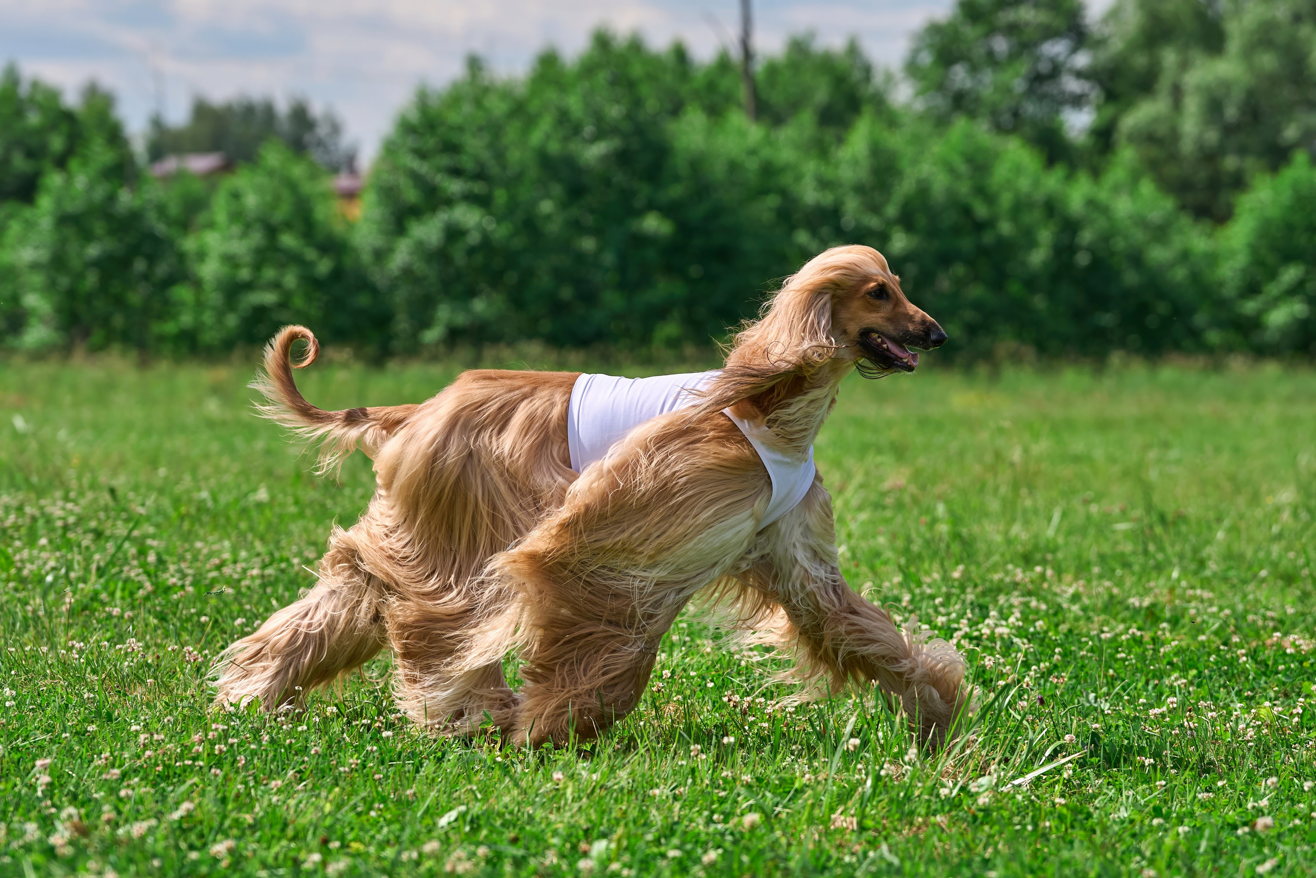 Тренировка по курсингу в Донино. Фотограф-анималист Михаил Манухин