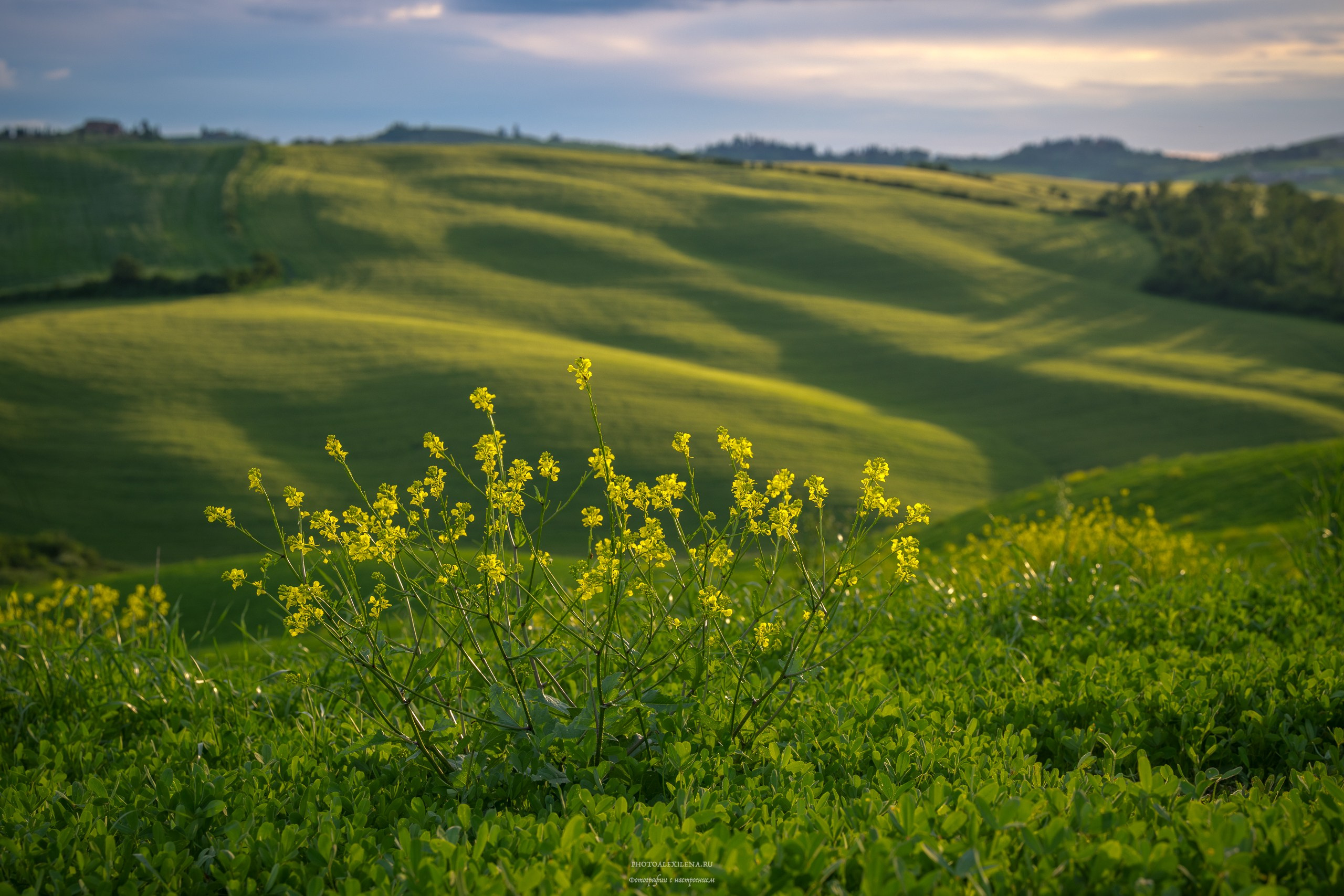 Долина Крете Сенези (Crete Senesi). Авторские стильные фотокартины