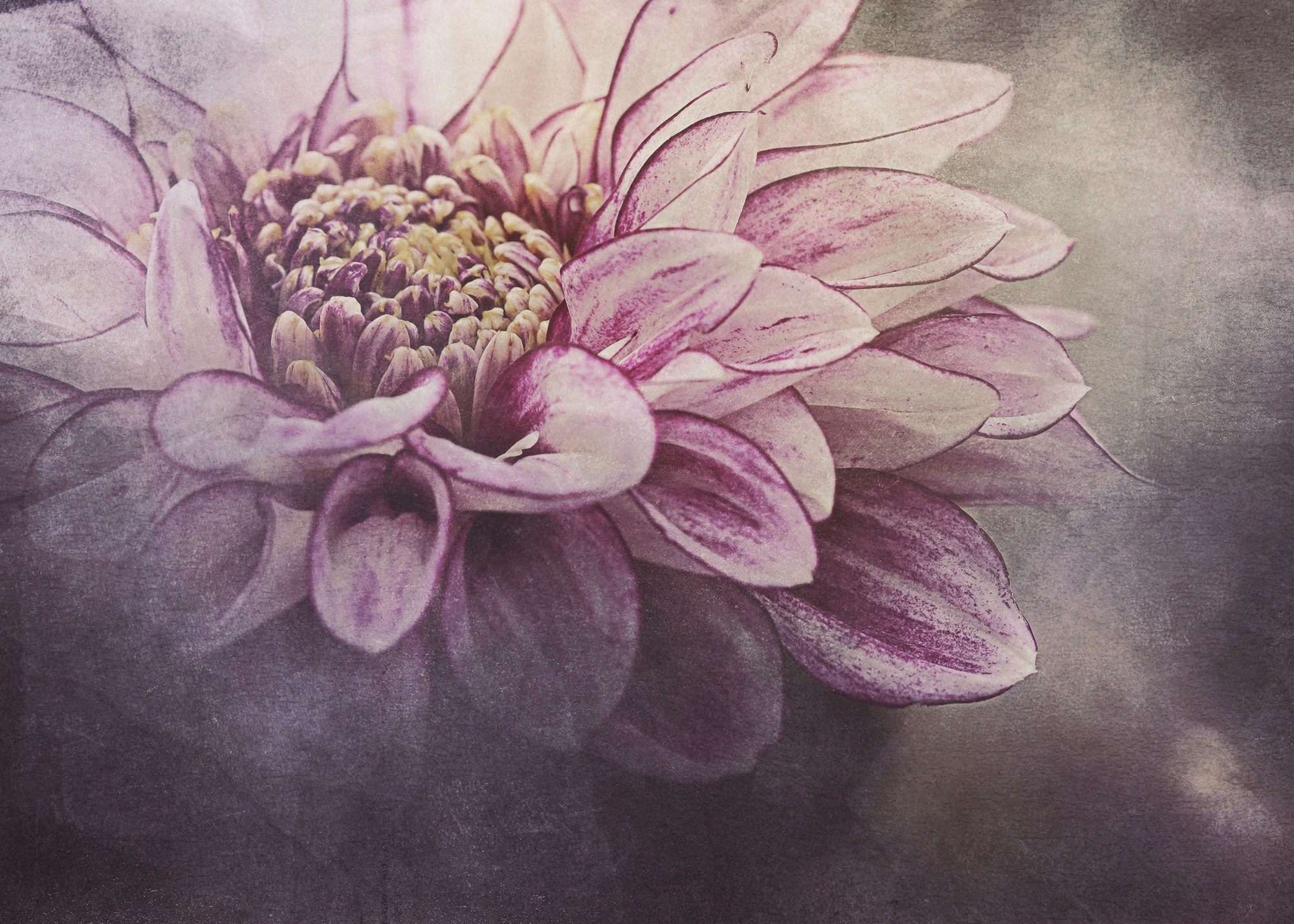 PINK VINTAGE. Eirene G | Photoartist | Flowers from my garden