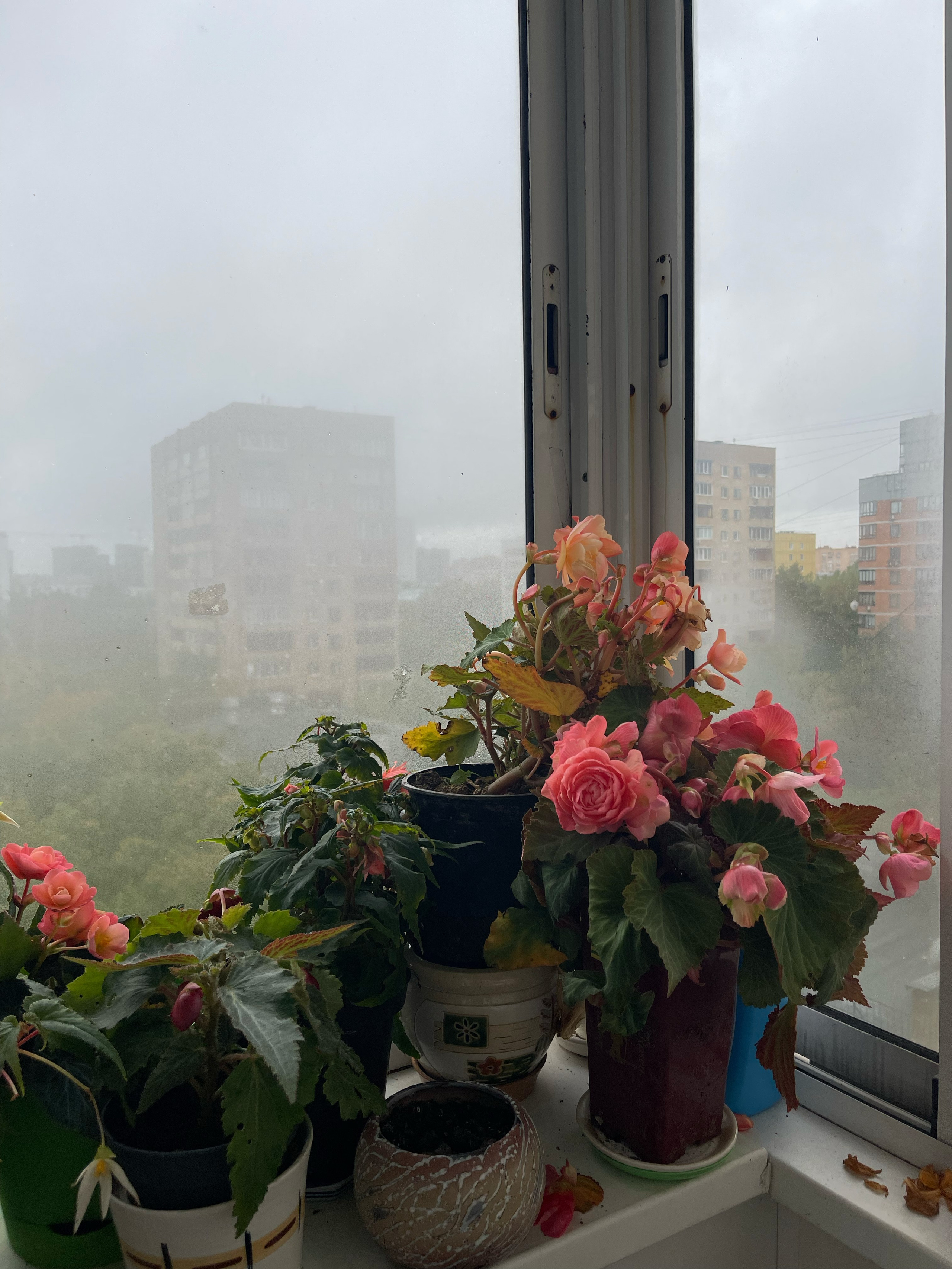 HEYDAY. Daria Blinova