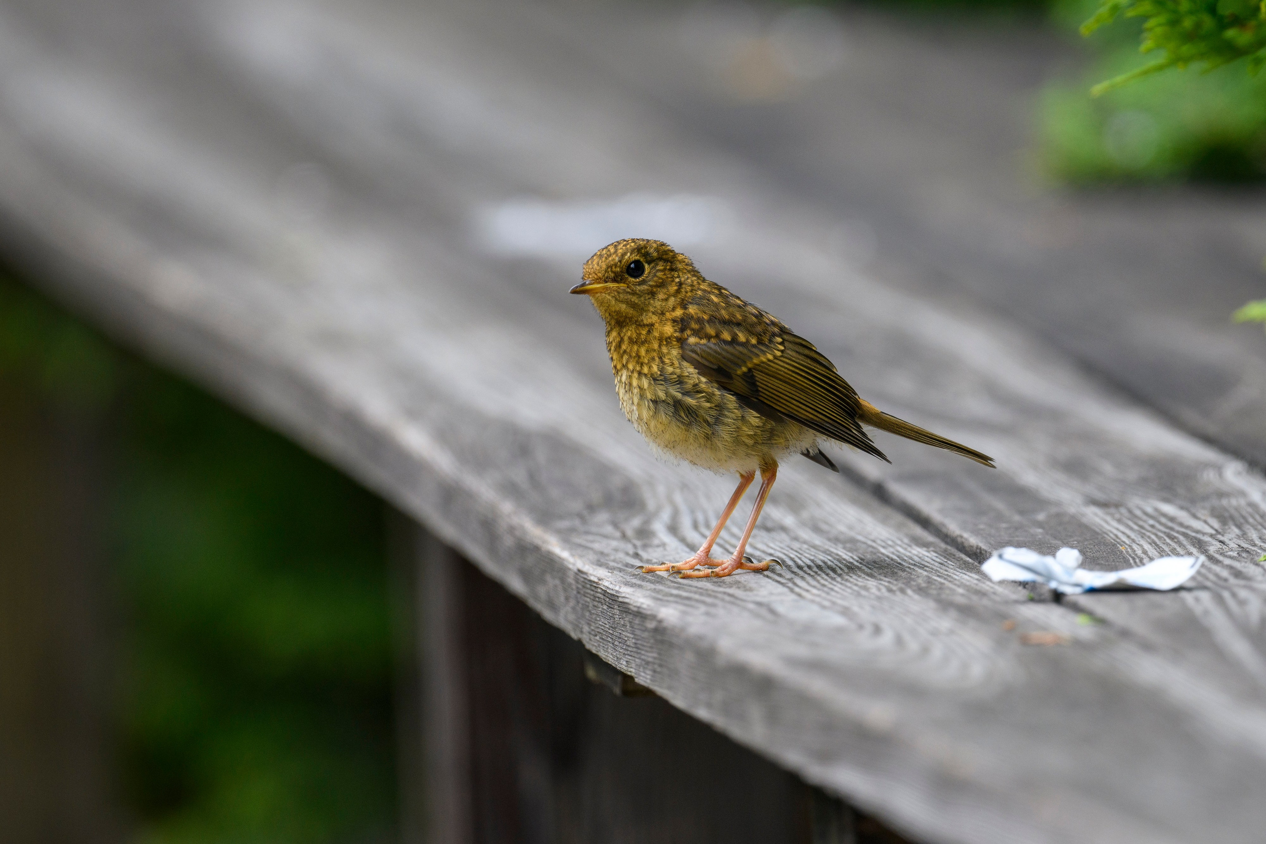 ГБС, Москва. Фотограф Сергей Пупонин