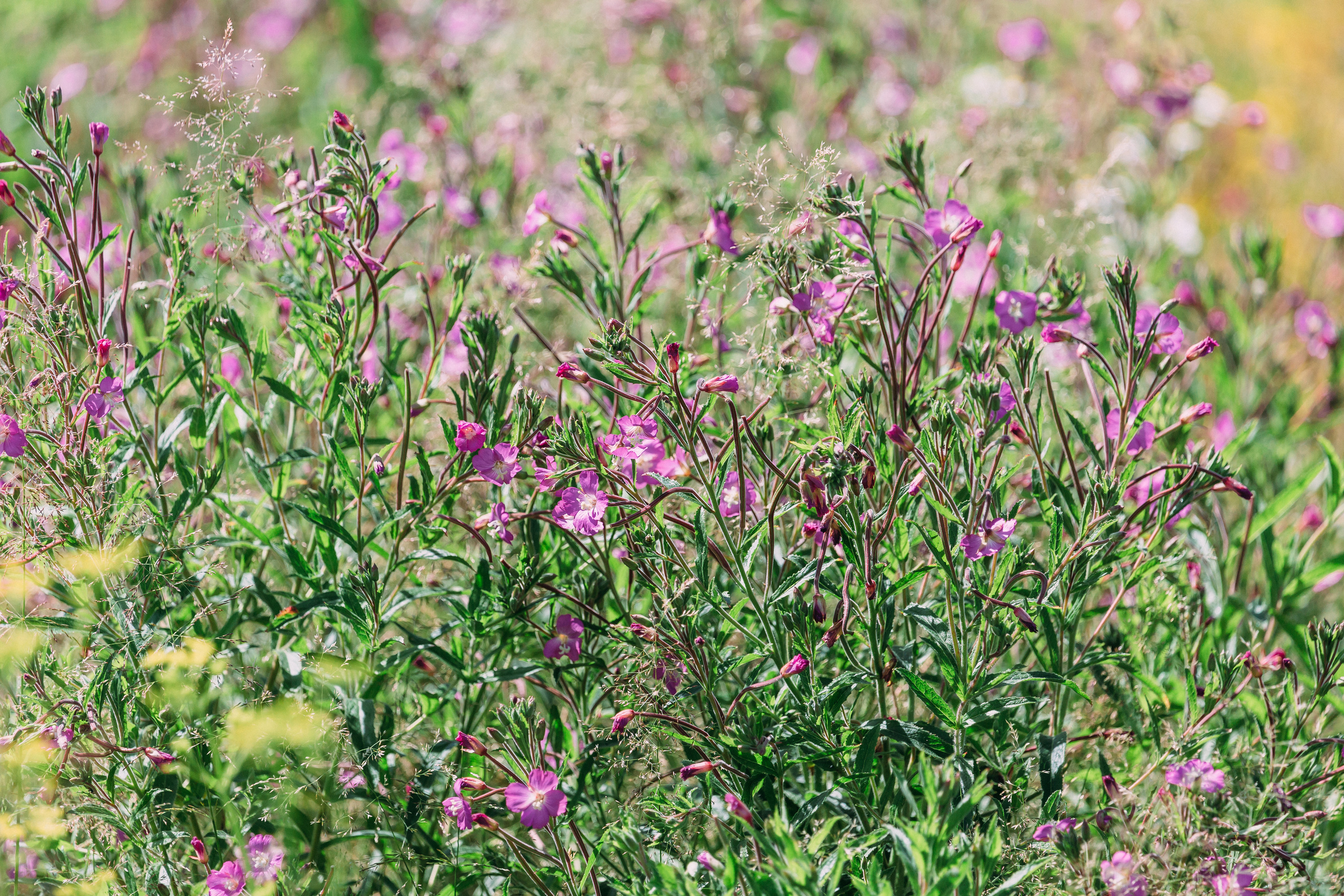 Таня и Илья. Coach & photographer Anna Sushkova | Valencia, Spain