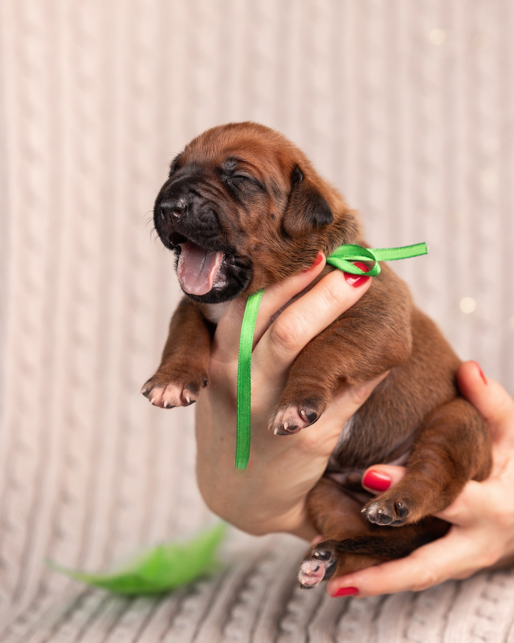 VIVA VERITAS Iz Doma Narayzi. Родезийские Риджбеки в Санкт-Петербурге